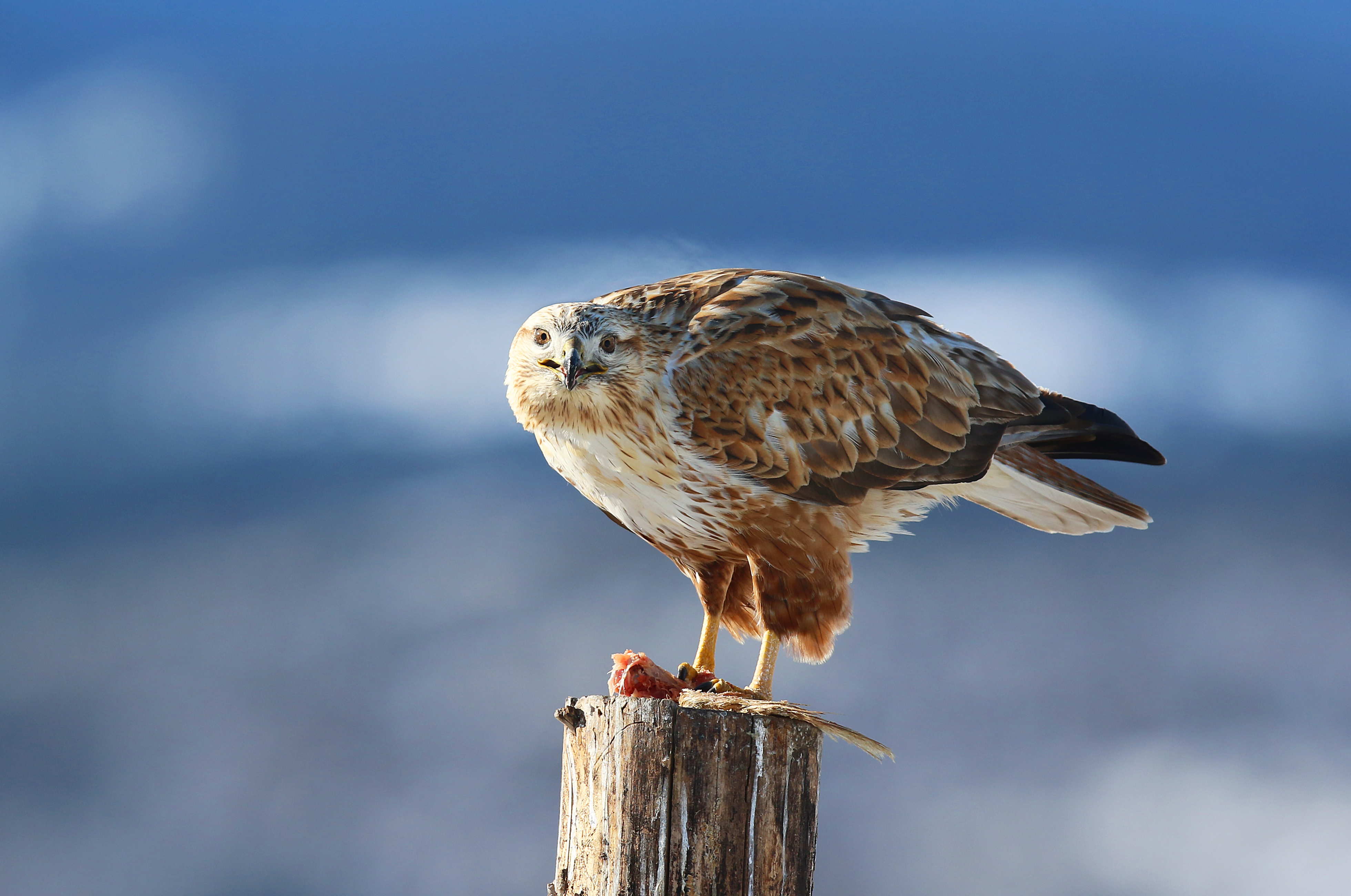 Long-legged Buzzard