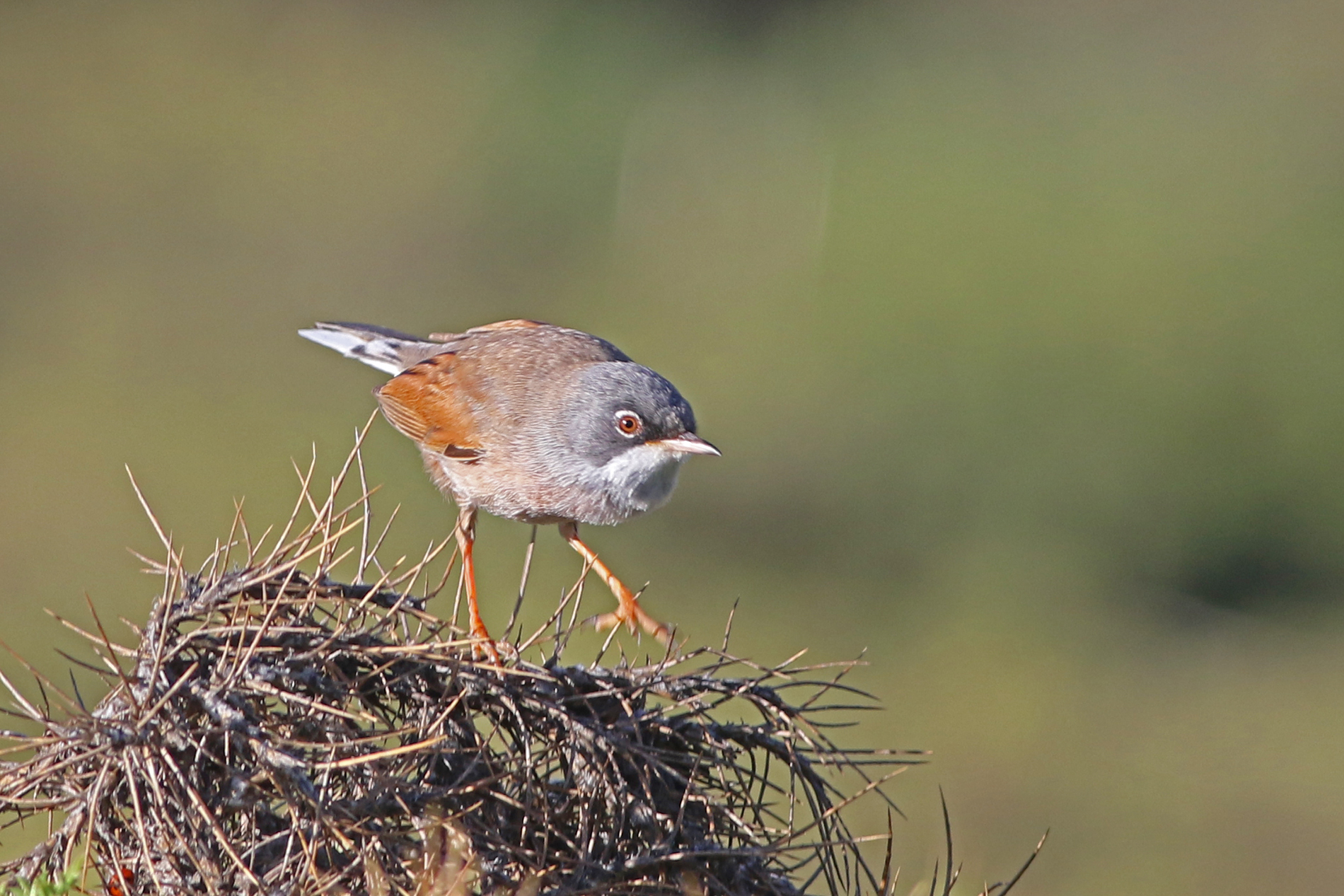Spectacled Warbler