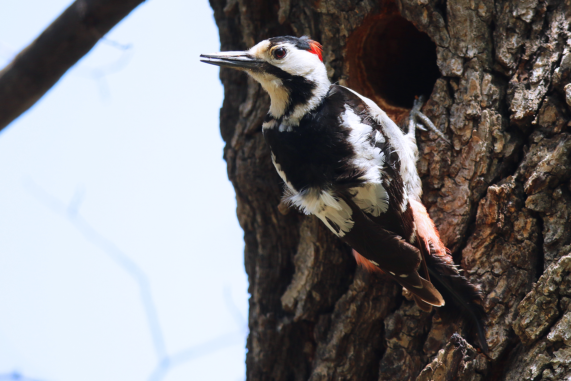 Syrian Woodpecker