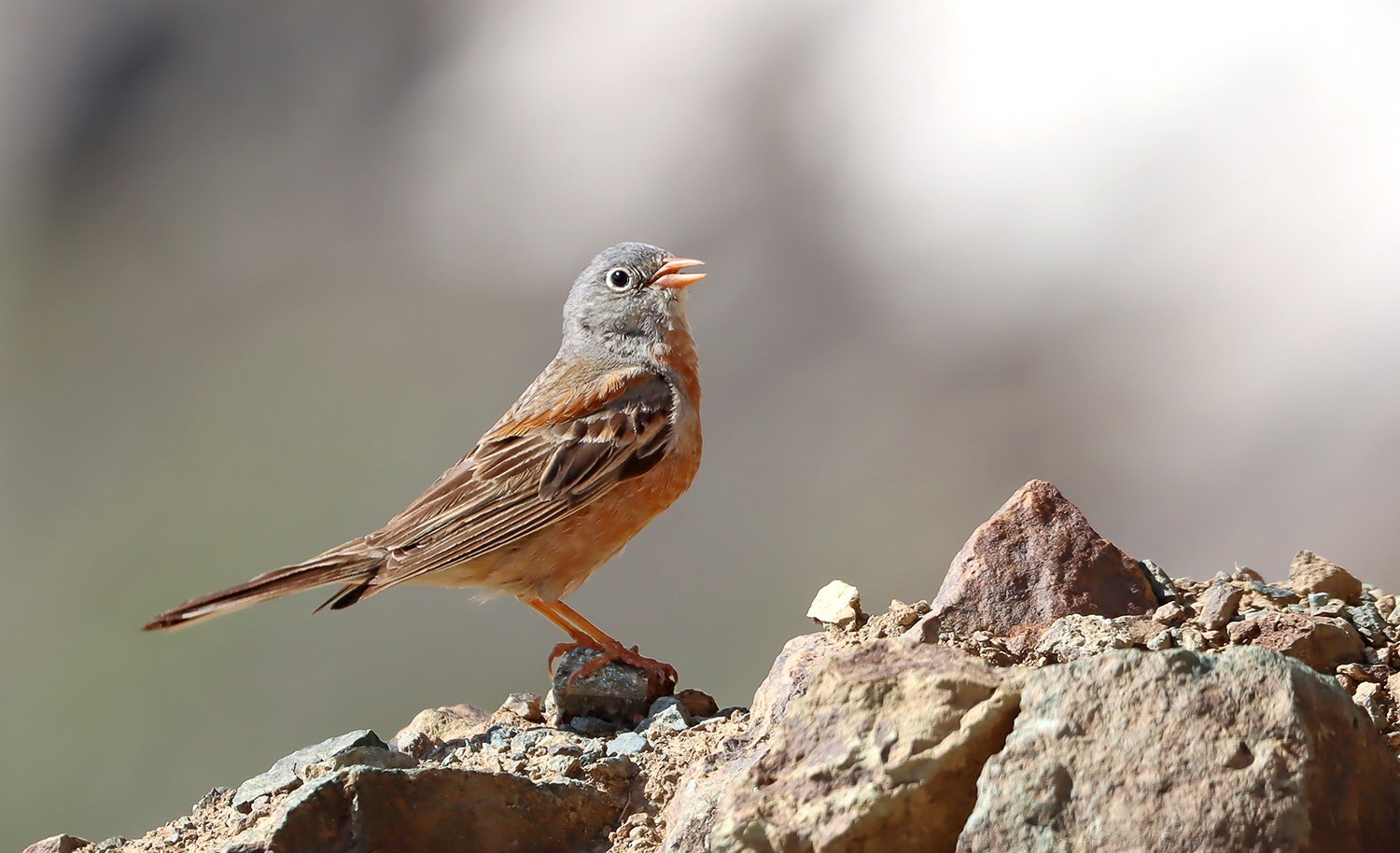 Gray-necked Bunting