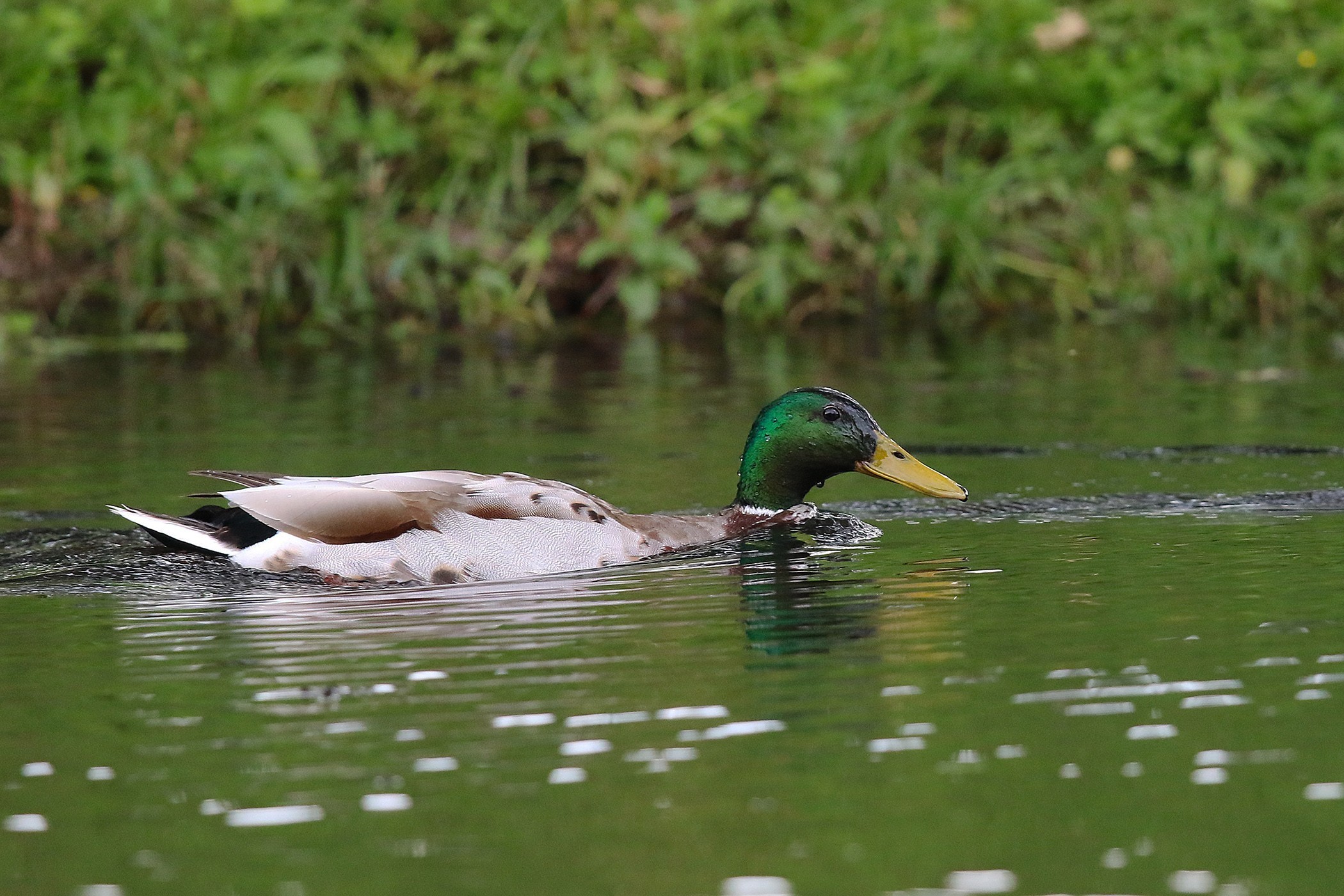 Mallard