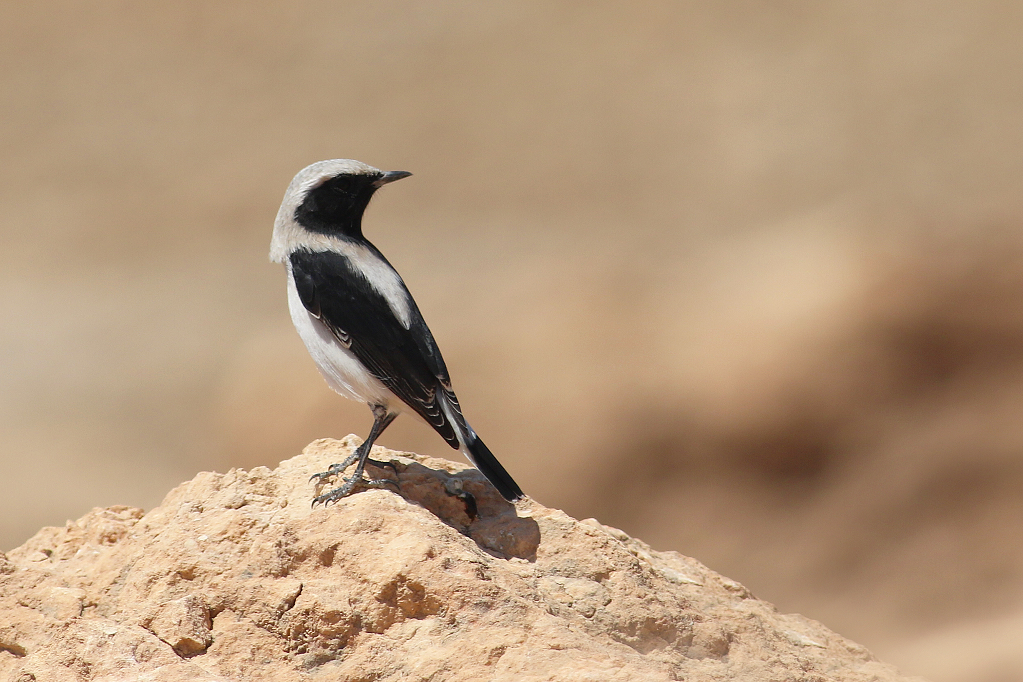 Finsch's Wheatear