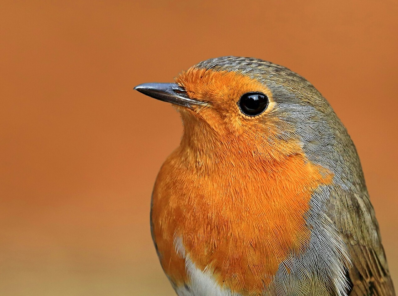 European Robin