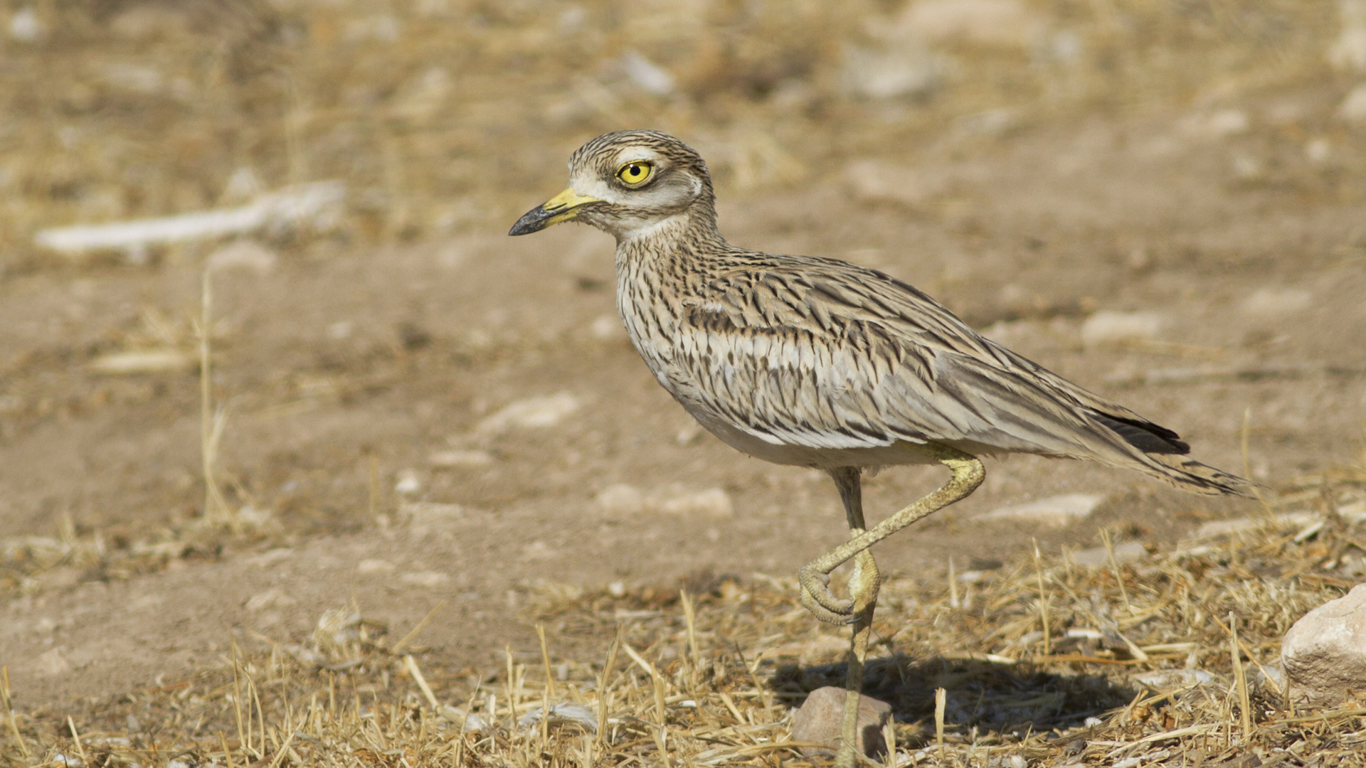 Eurasian Thick-knee