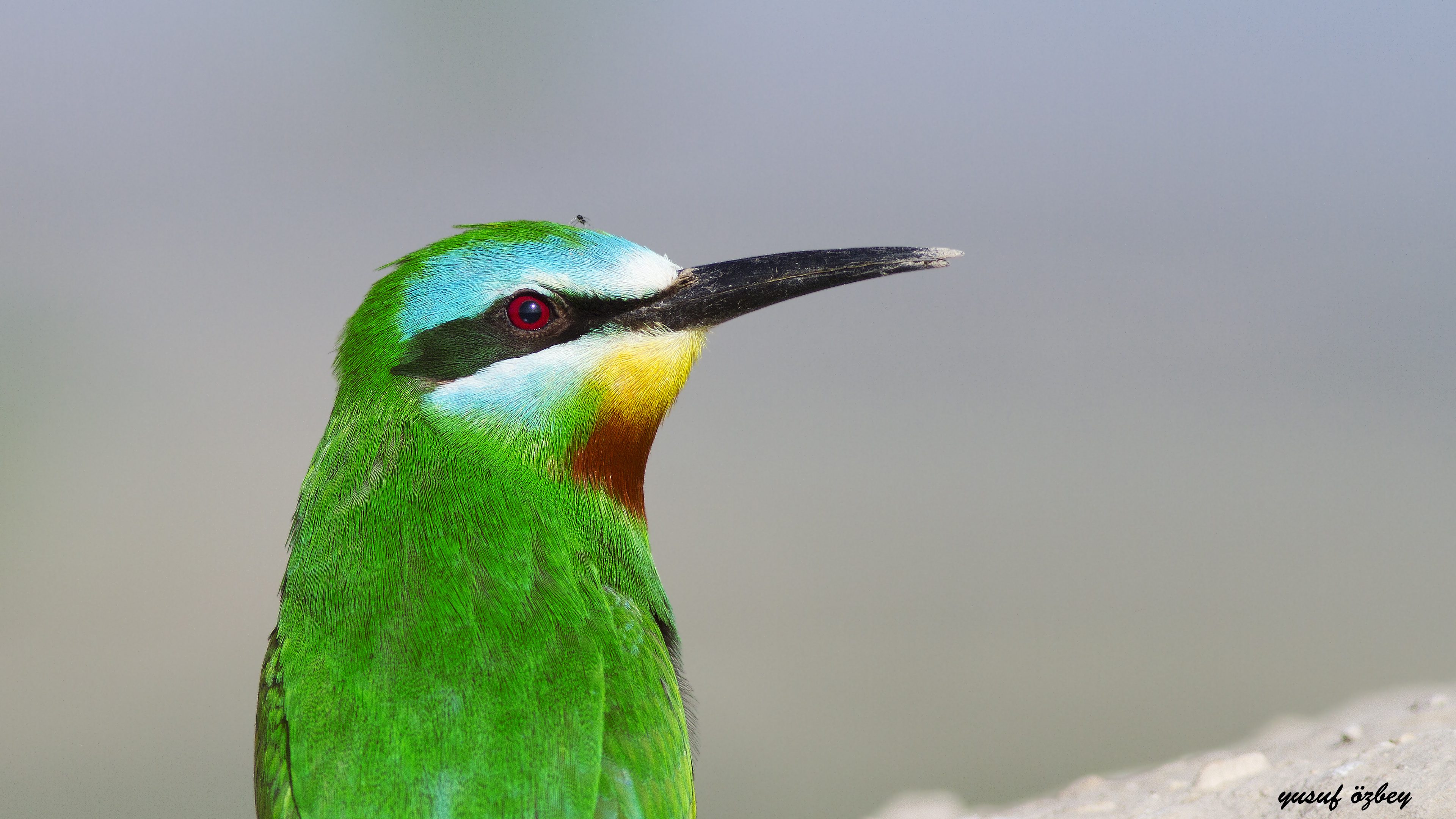 Blue-cheeked Bee-eater