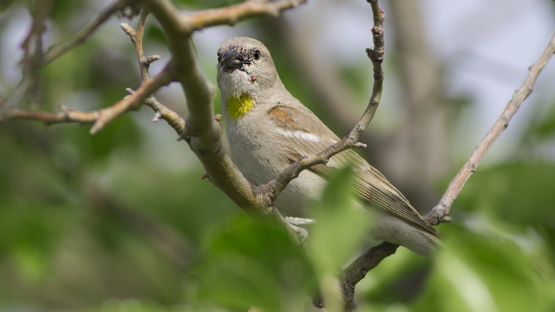 Yellow-throated Sparrow