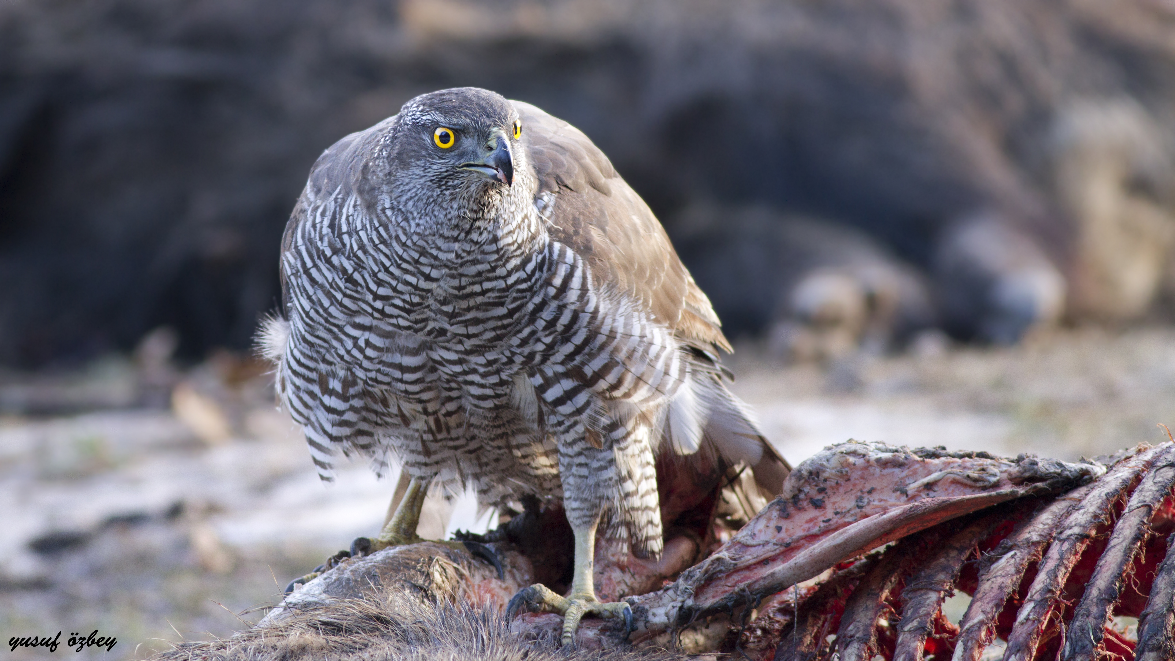 Northern Goshawk