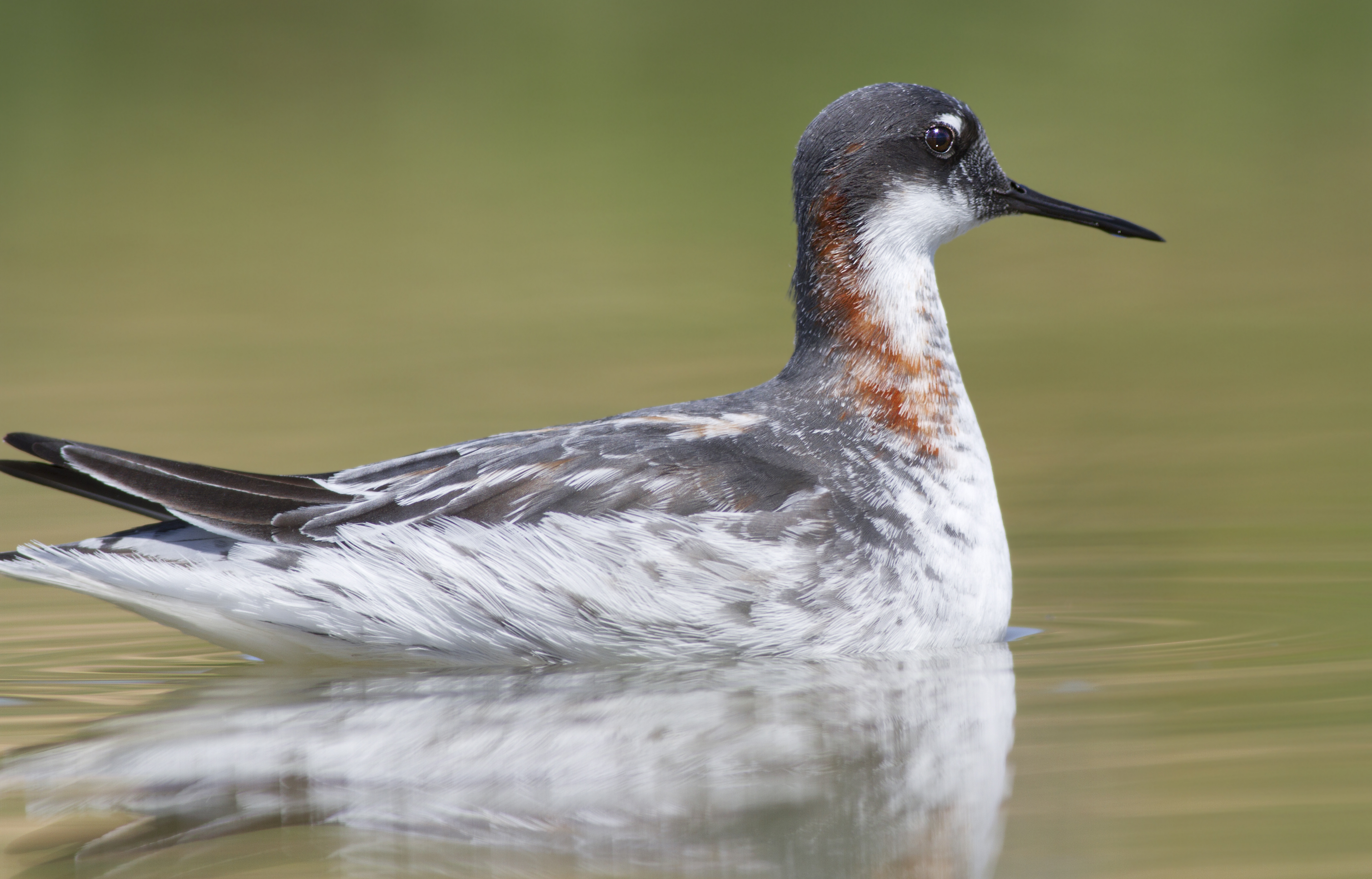Red-necked Phalarope