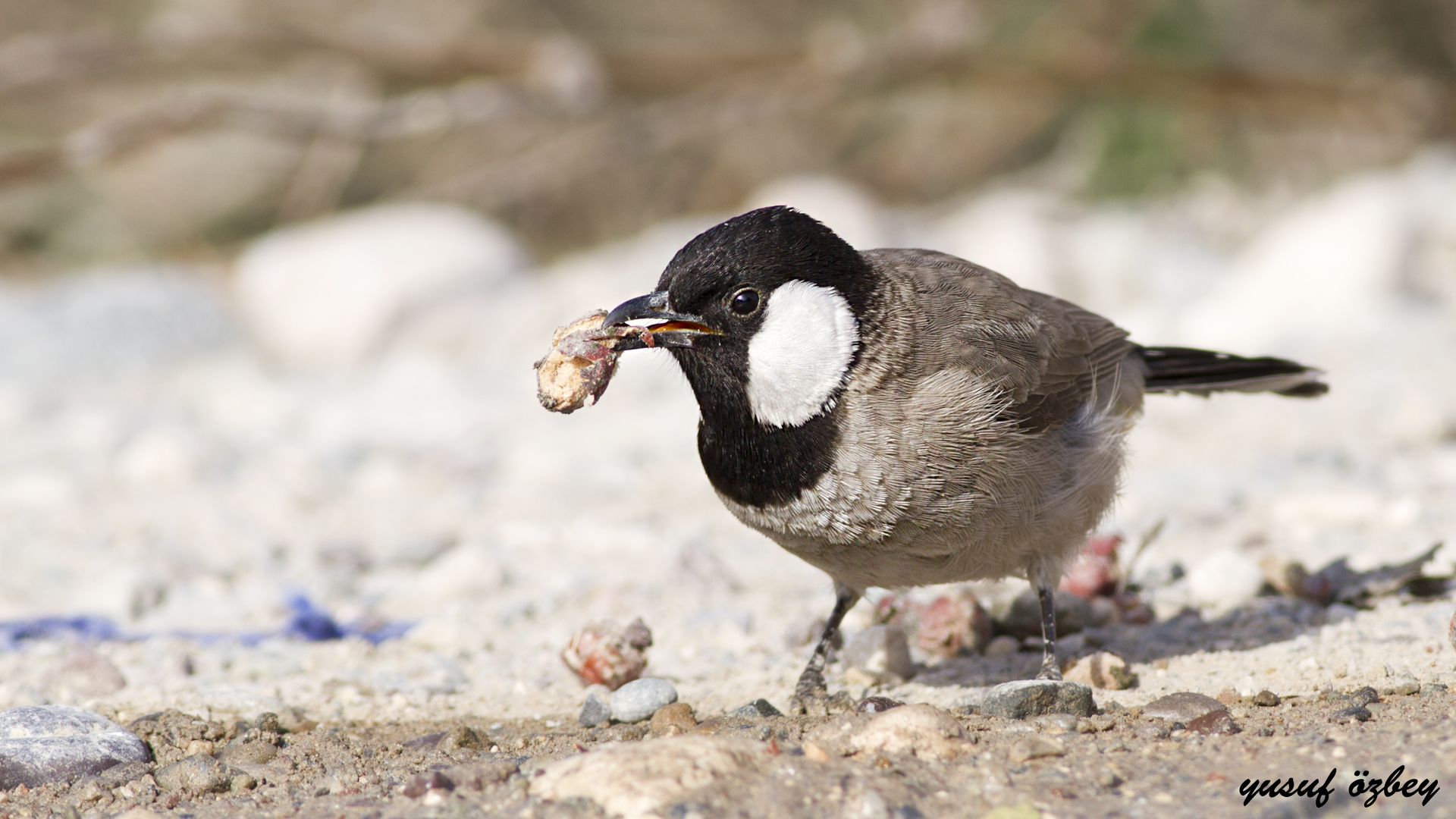 White-eared Bulbul