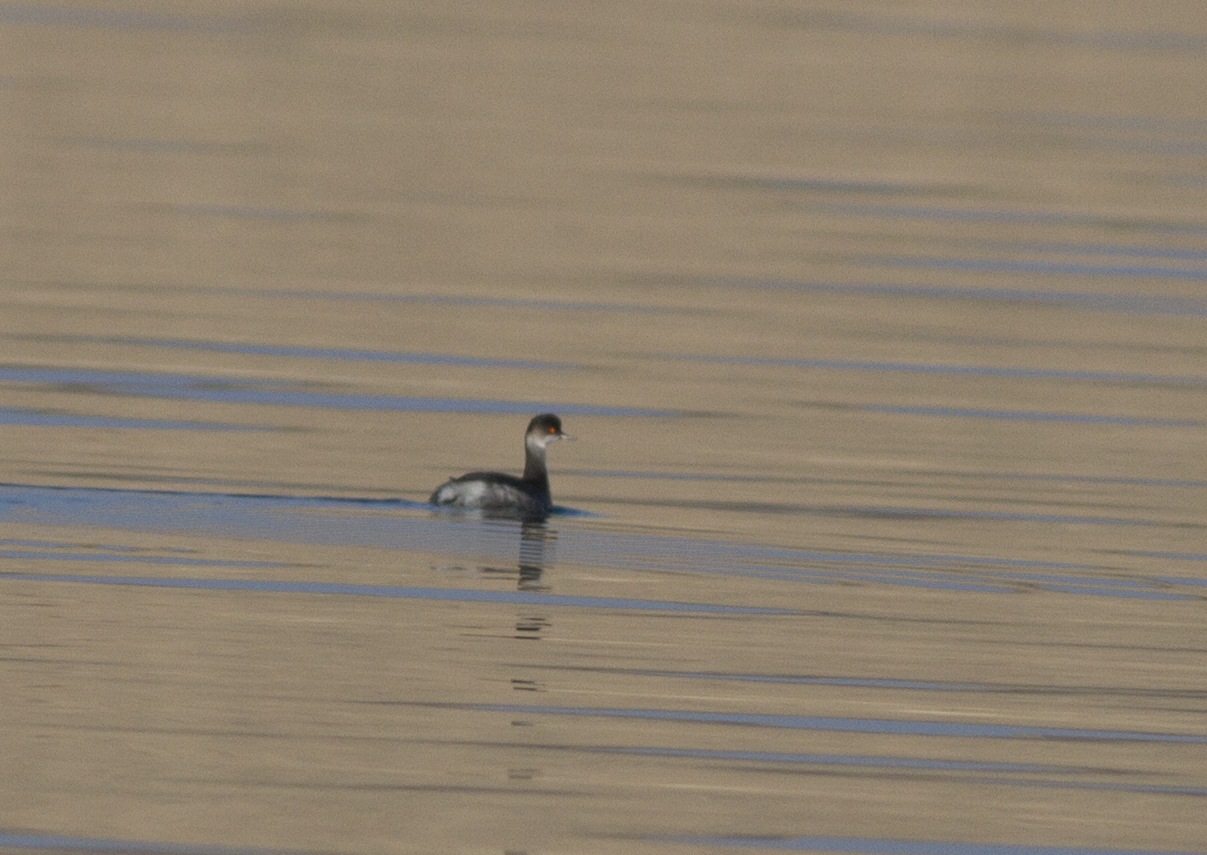 Eared Grebe
