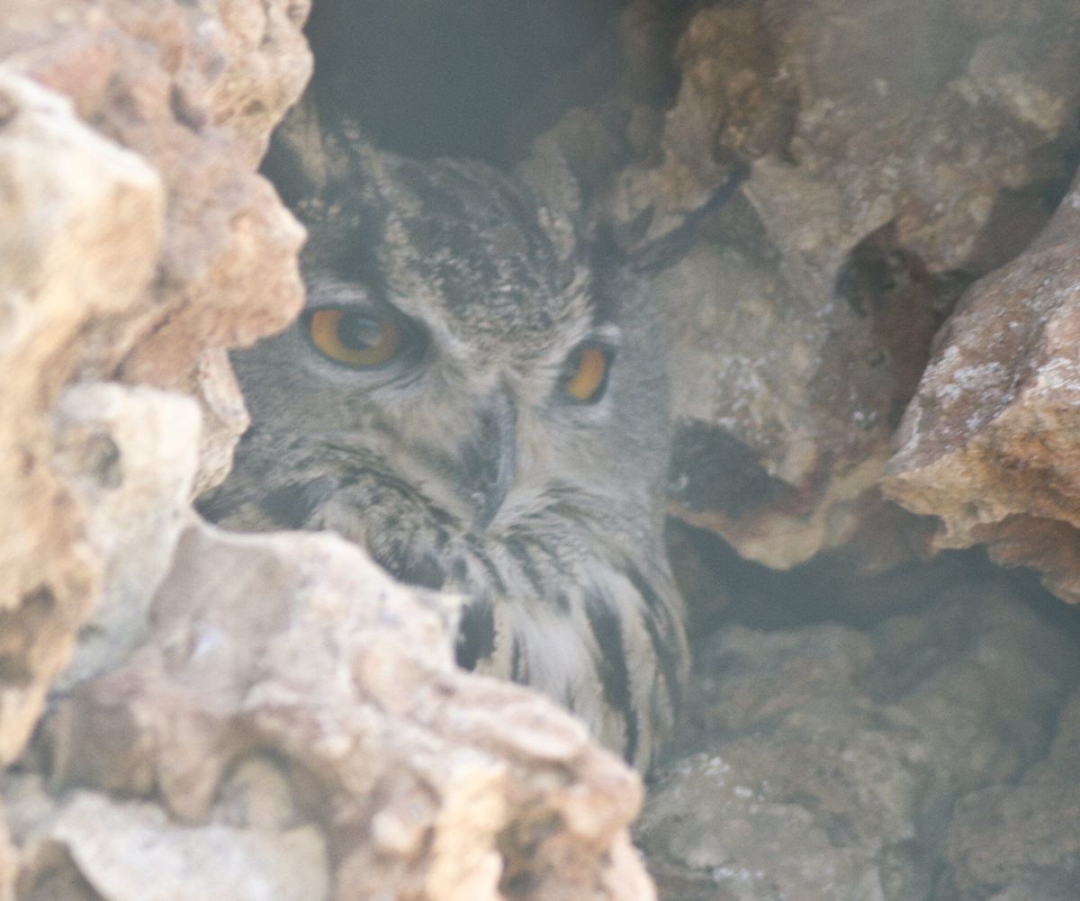Eurasian Eagle-Owl