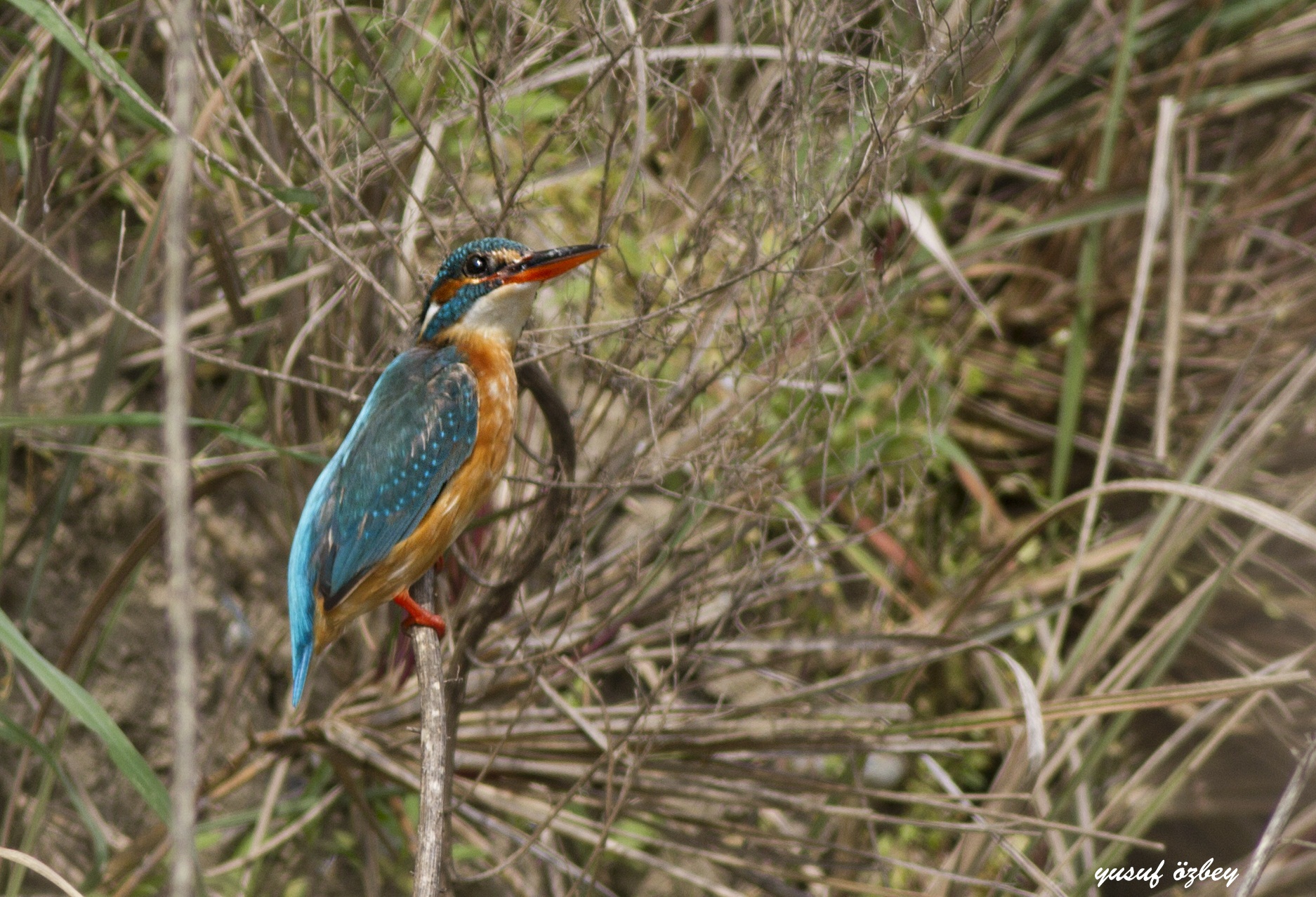 Common Kingfisher