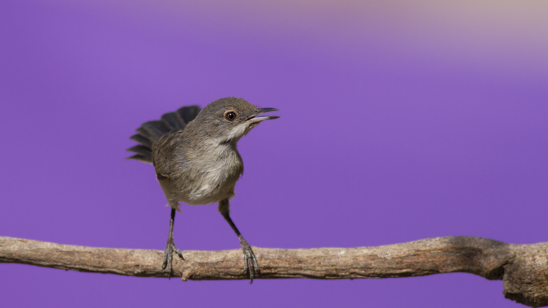 Menetries's Warbler