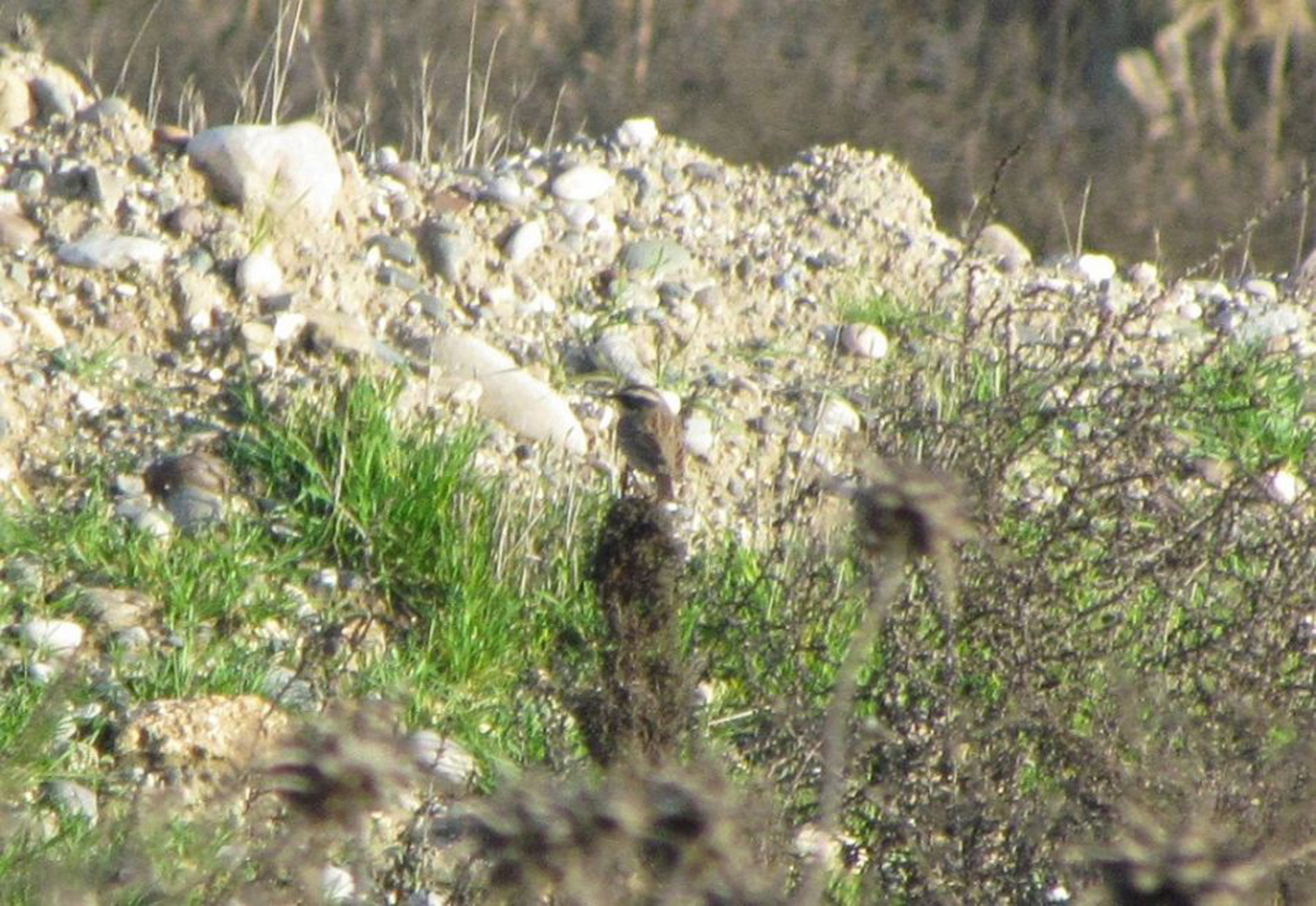 Radde's Accentor