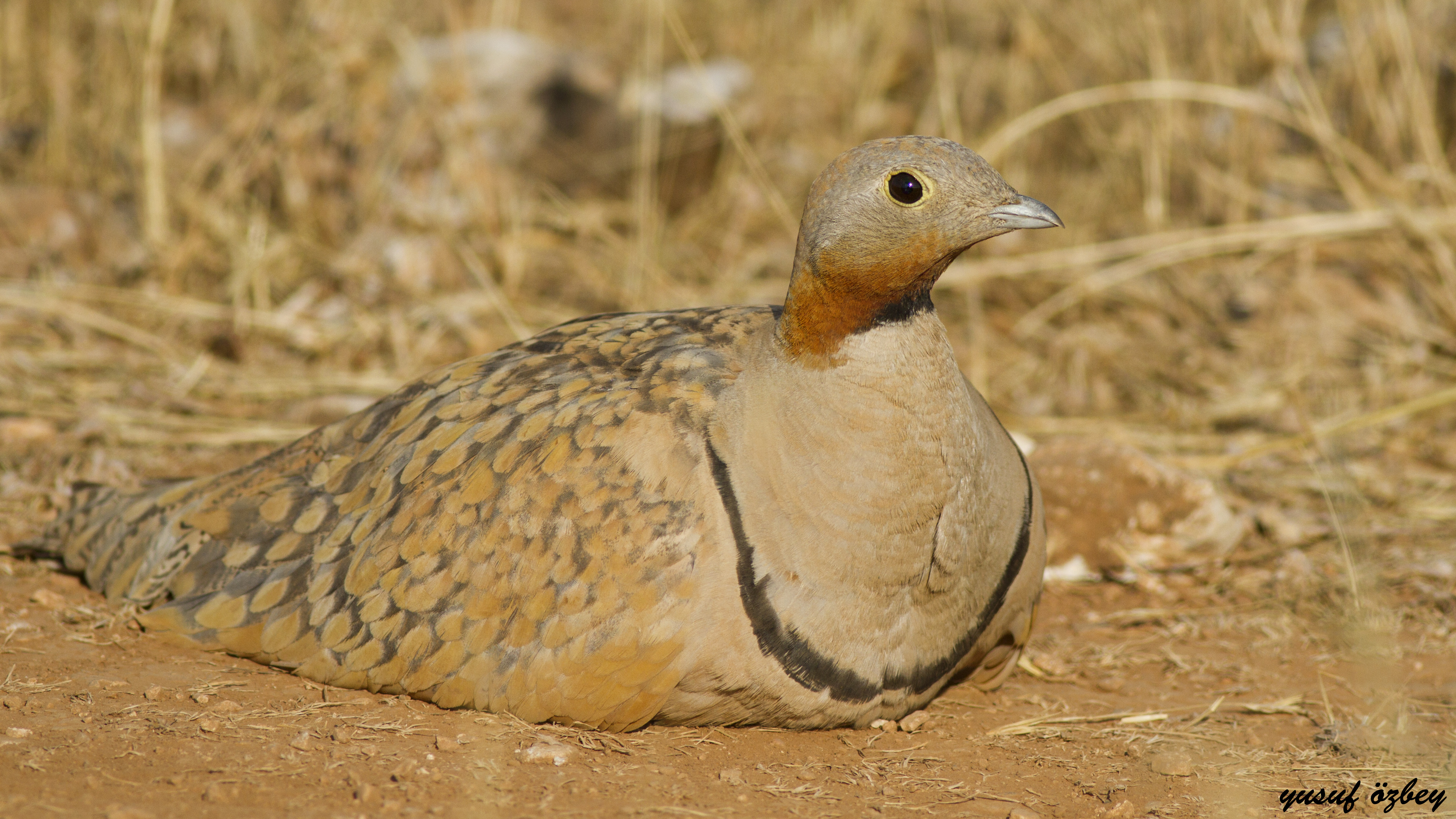 Black-bellied Sandgrouse