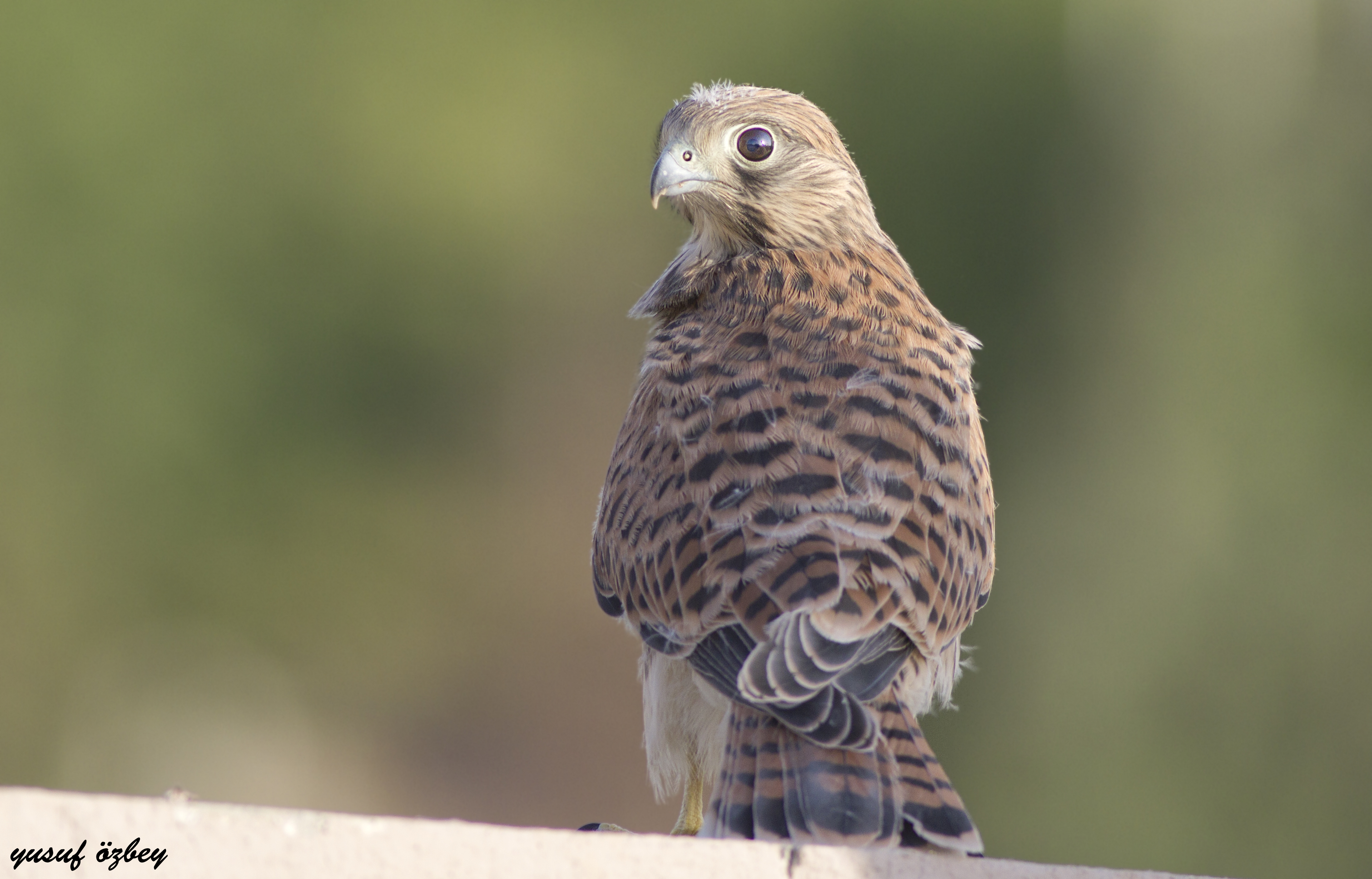 Eurasian Kestrel — Ana fotoğraf