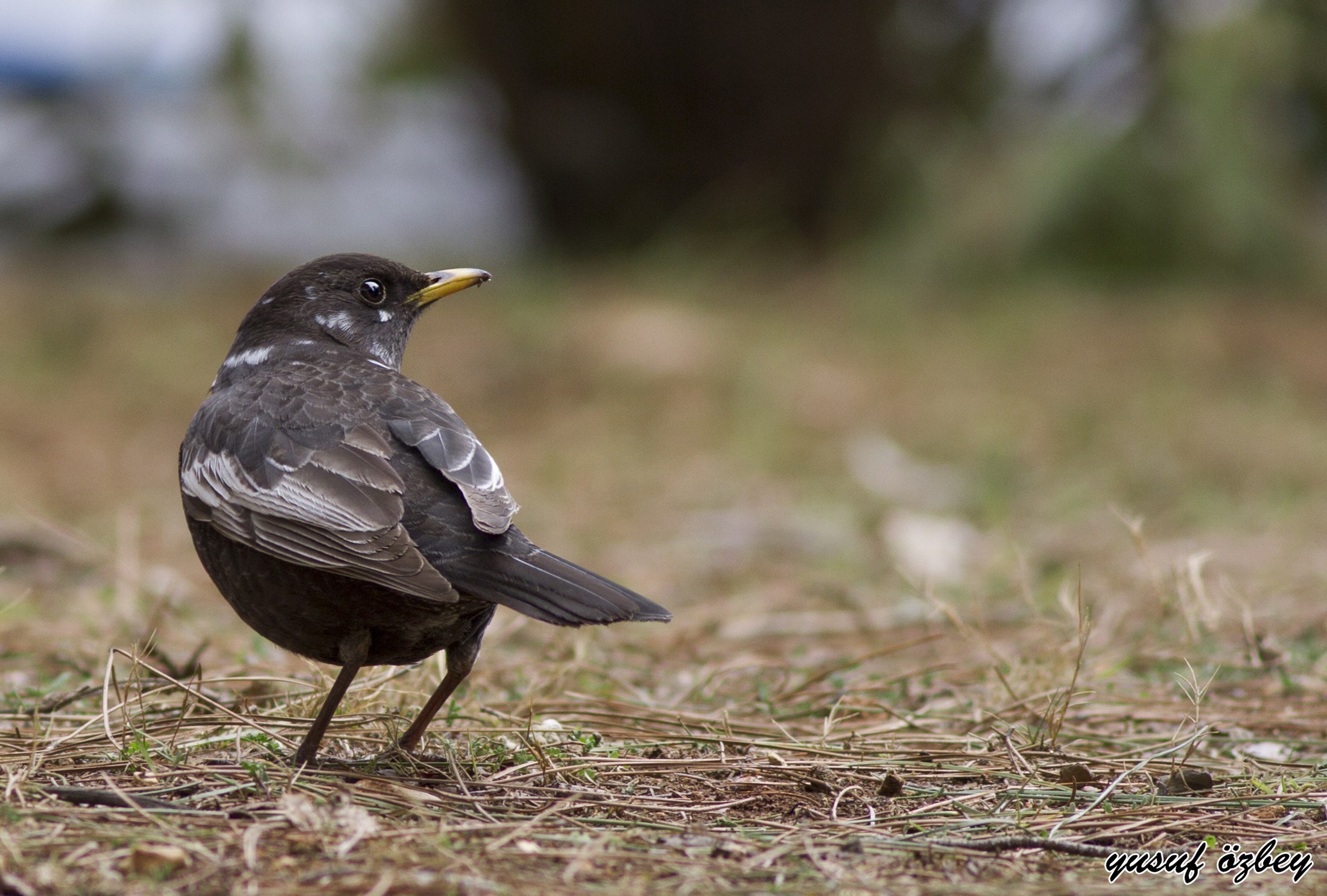 Ring Ouzel — Ana fotoğraf