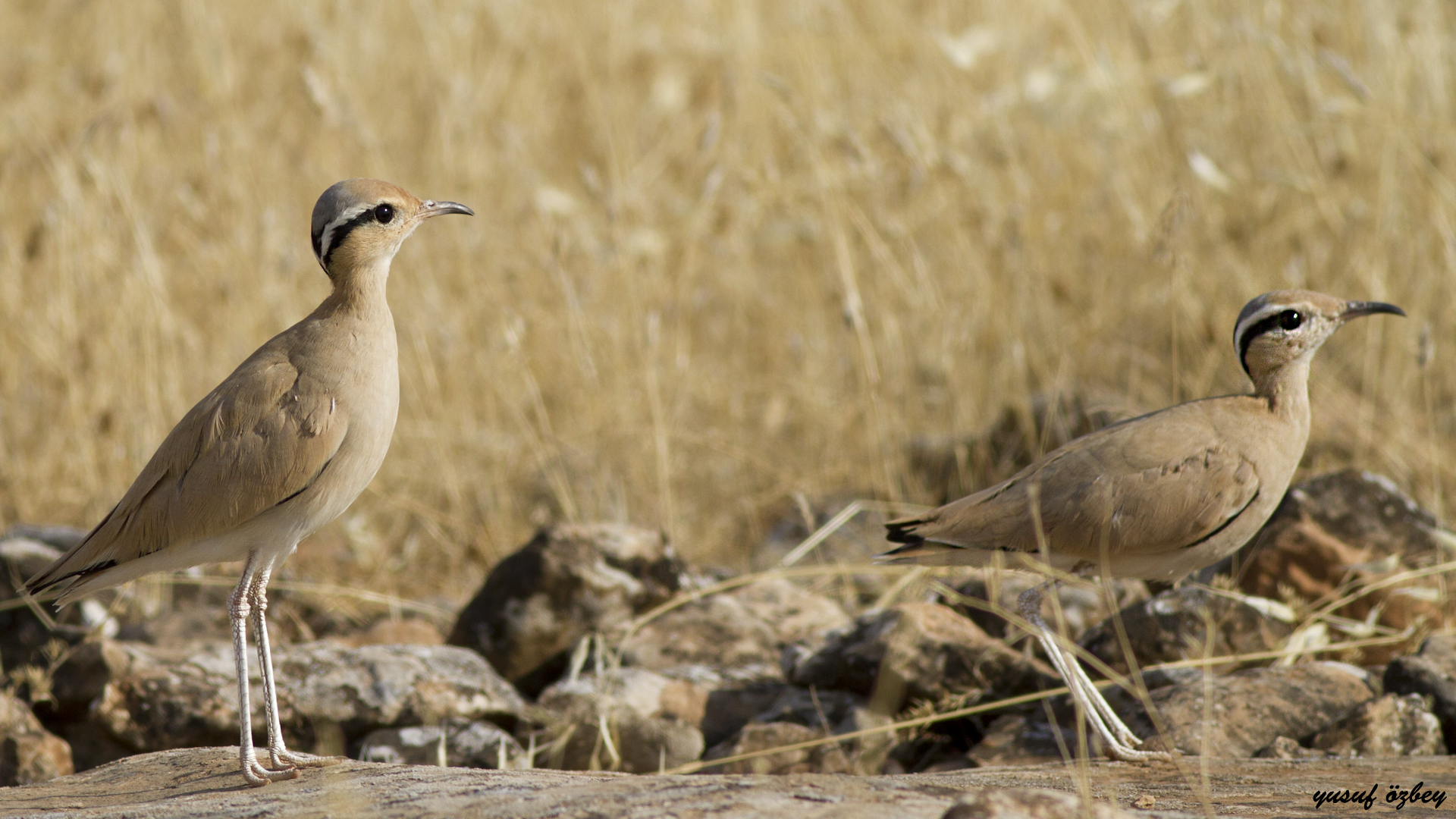 Cream-colored Courser