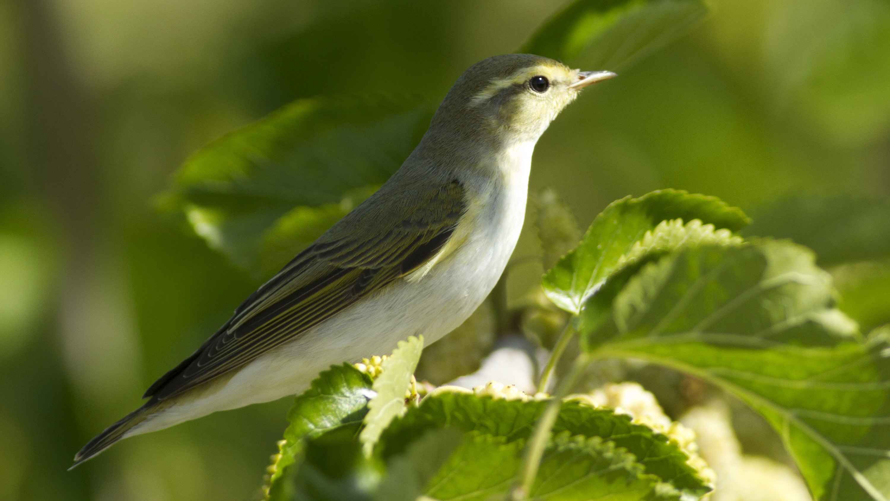 Wood Warbler
