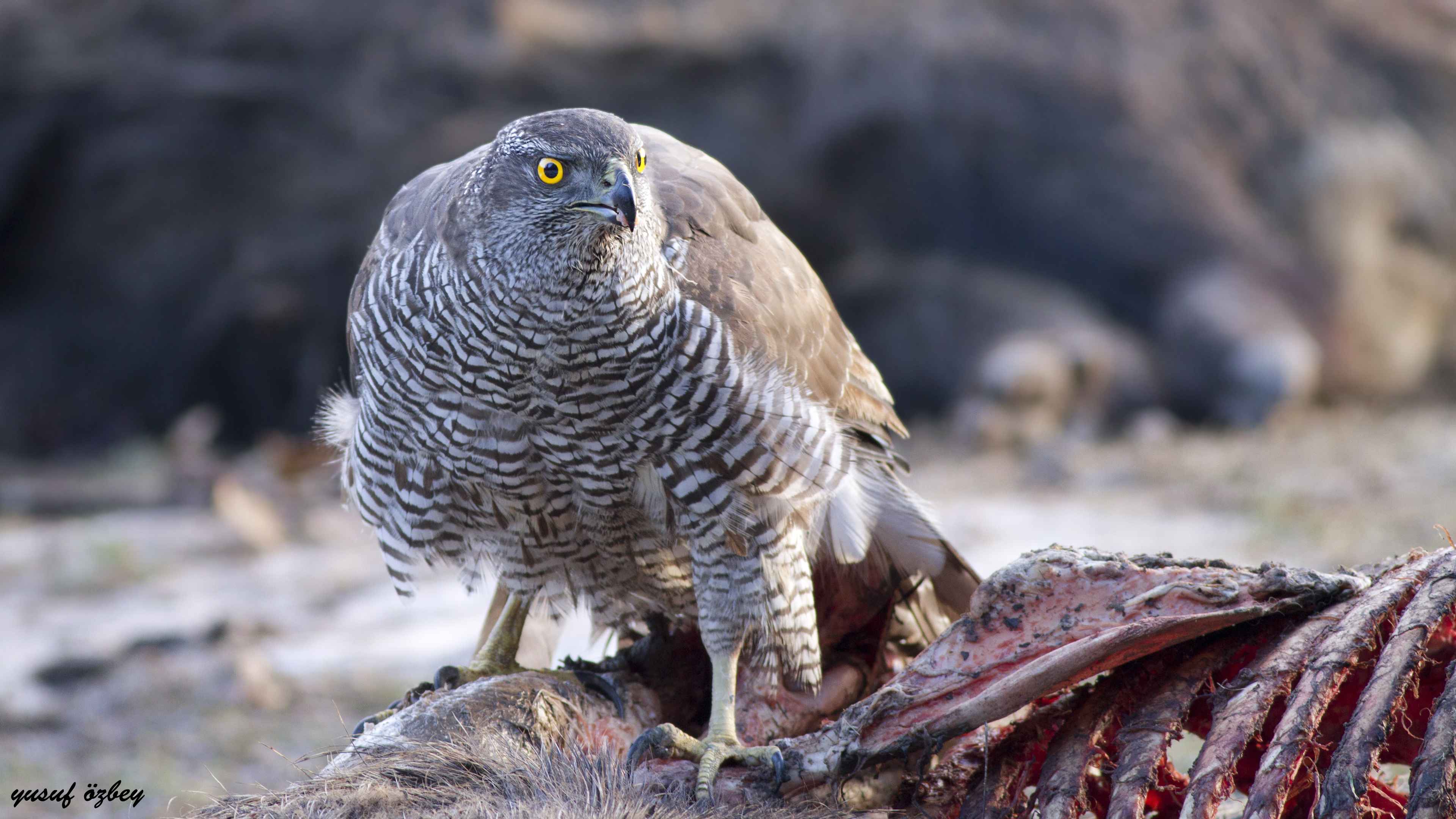 Northern Goshawk