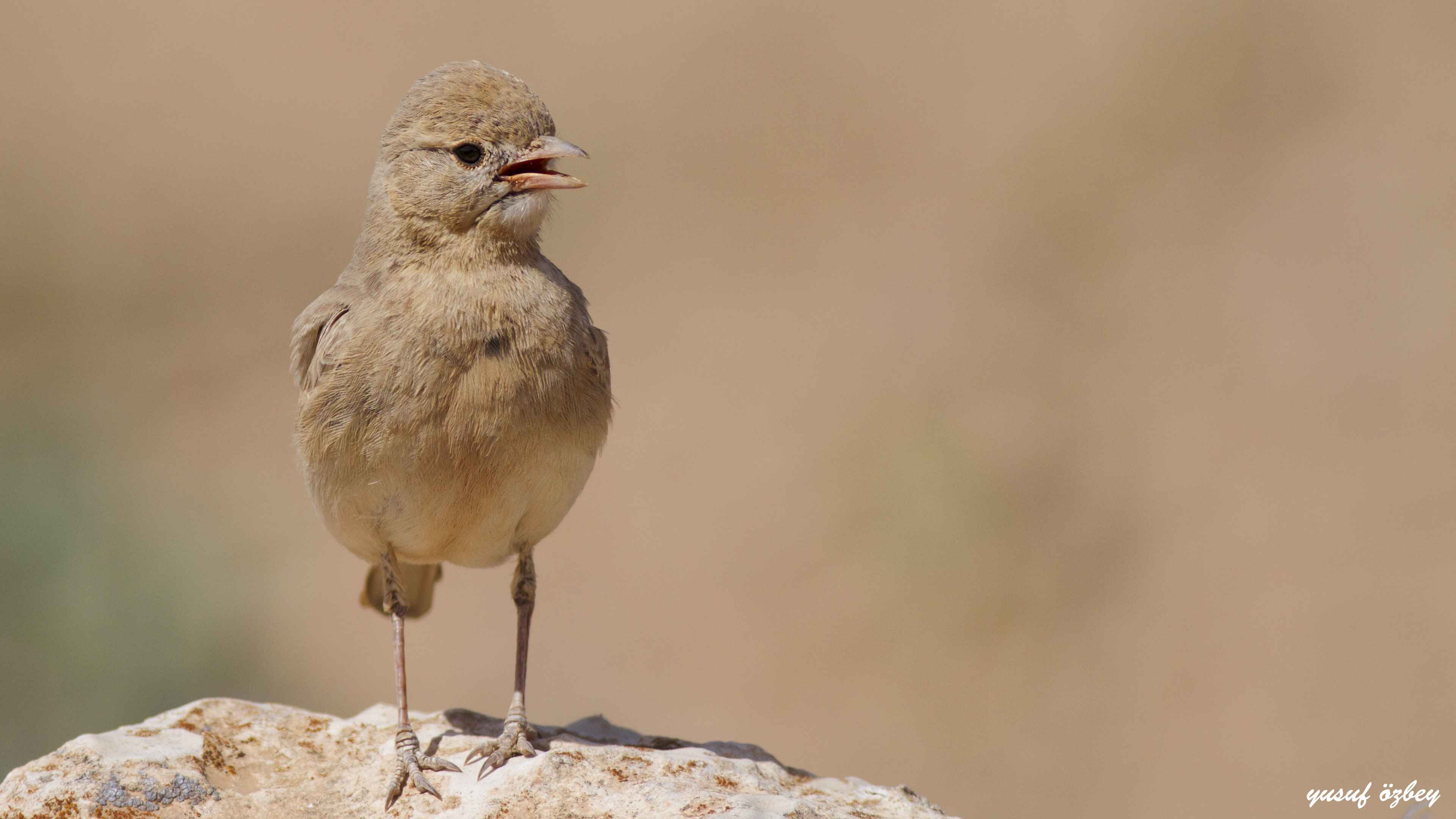 Bar-tailed Lark