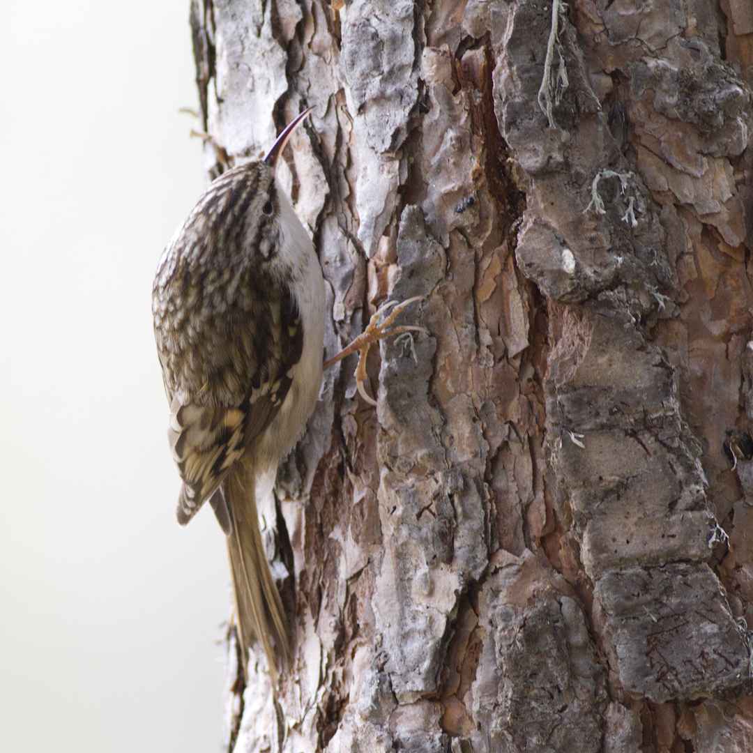 Eurasian Treecreeper