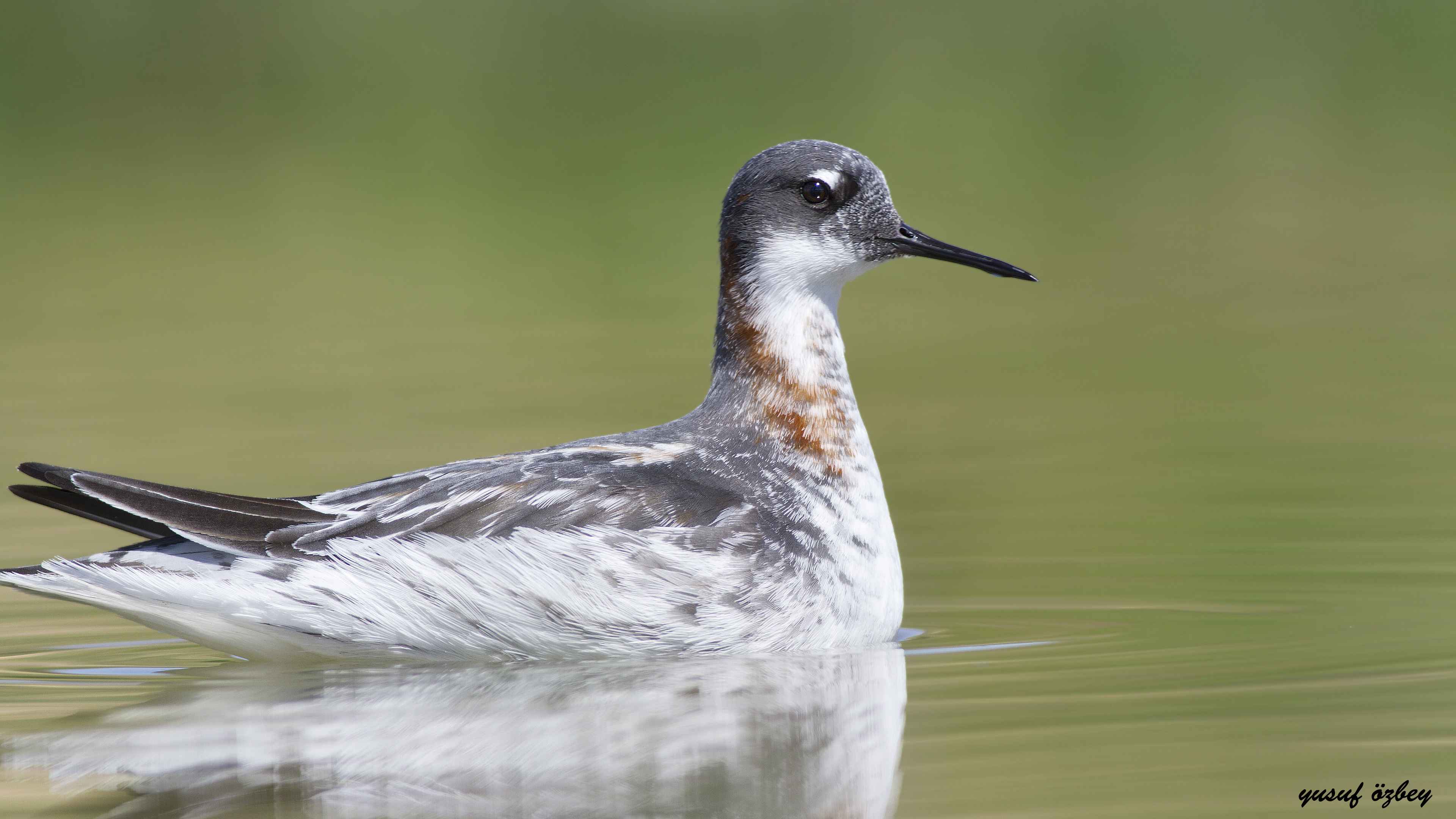 Red-necked Phalarope