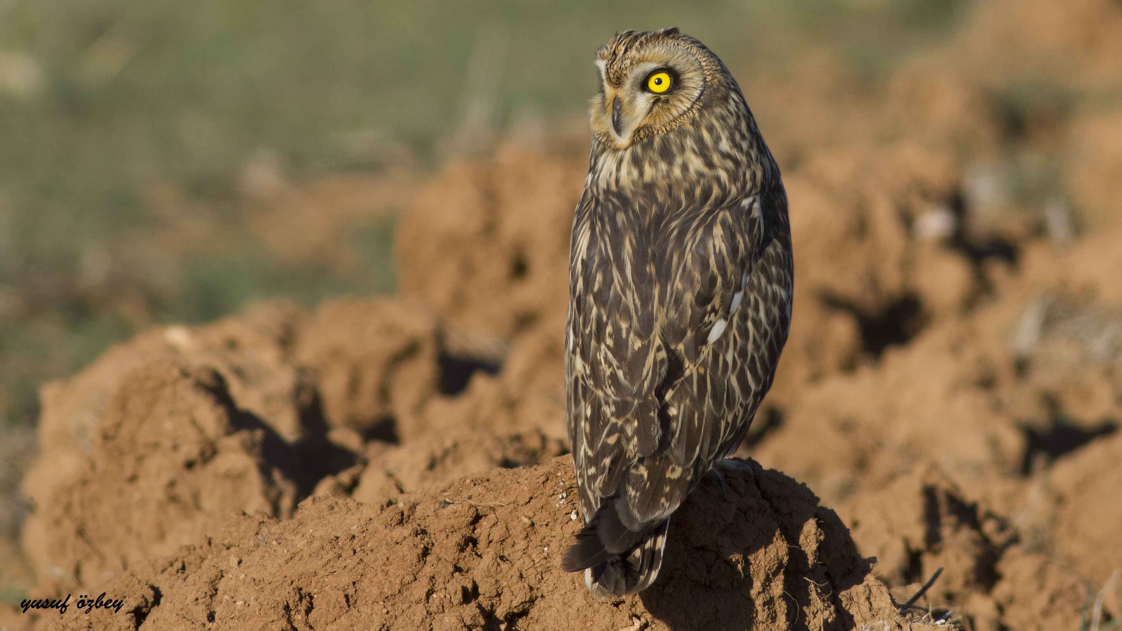 Short-eared Owl