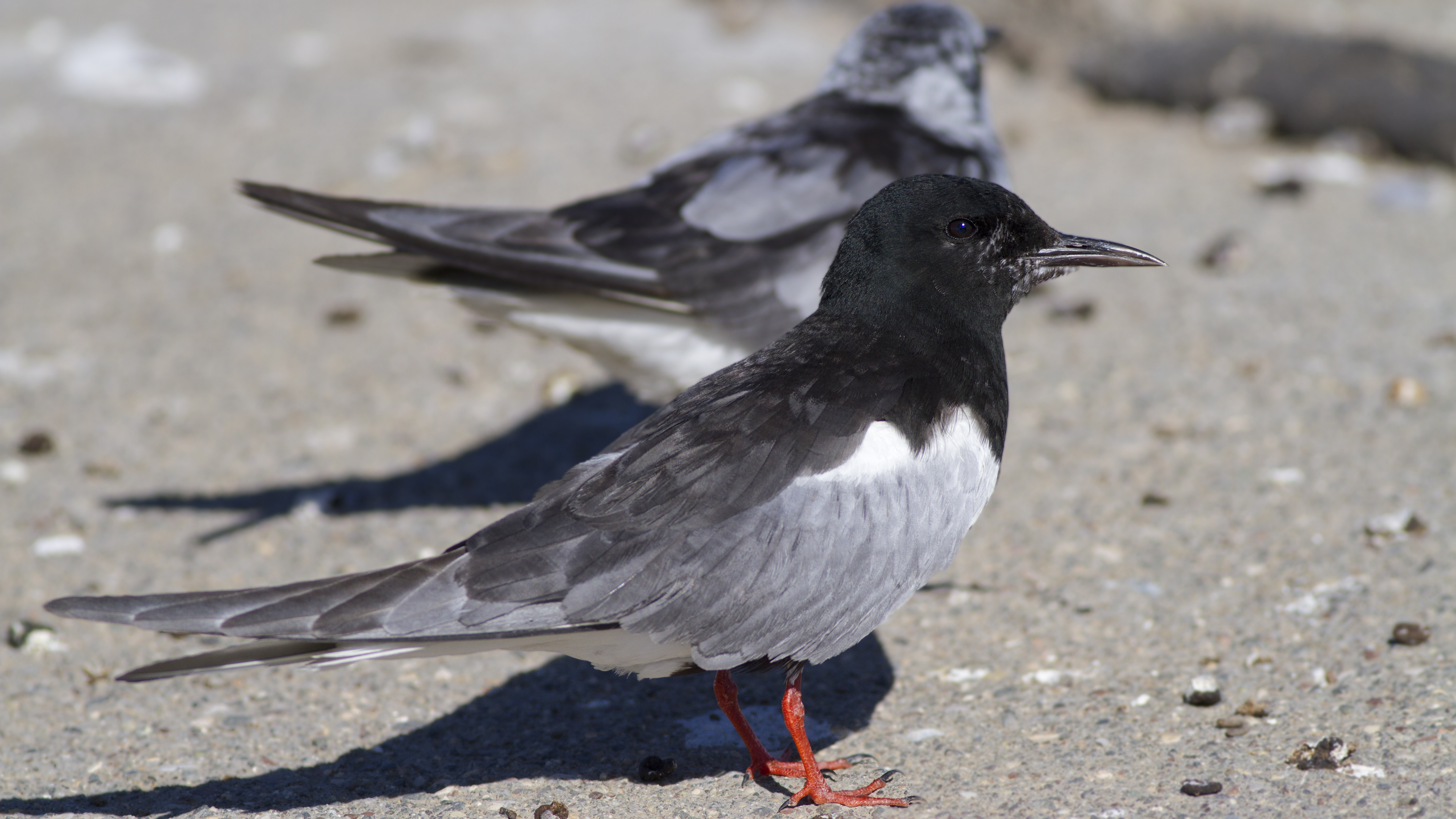 White-winged Tern
