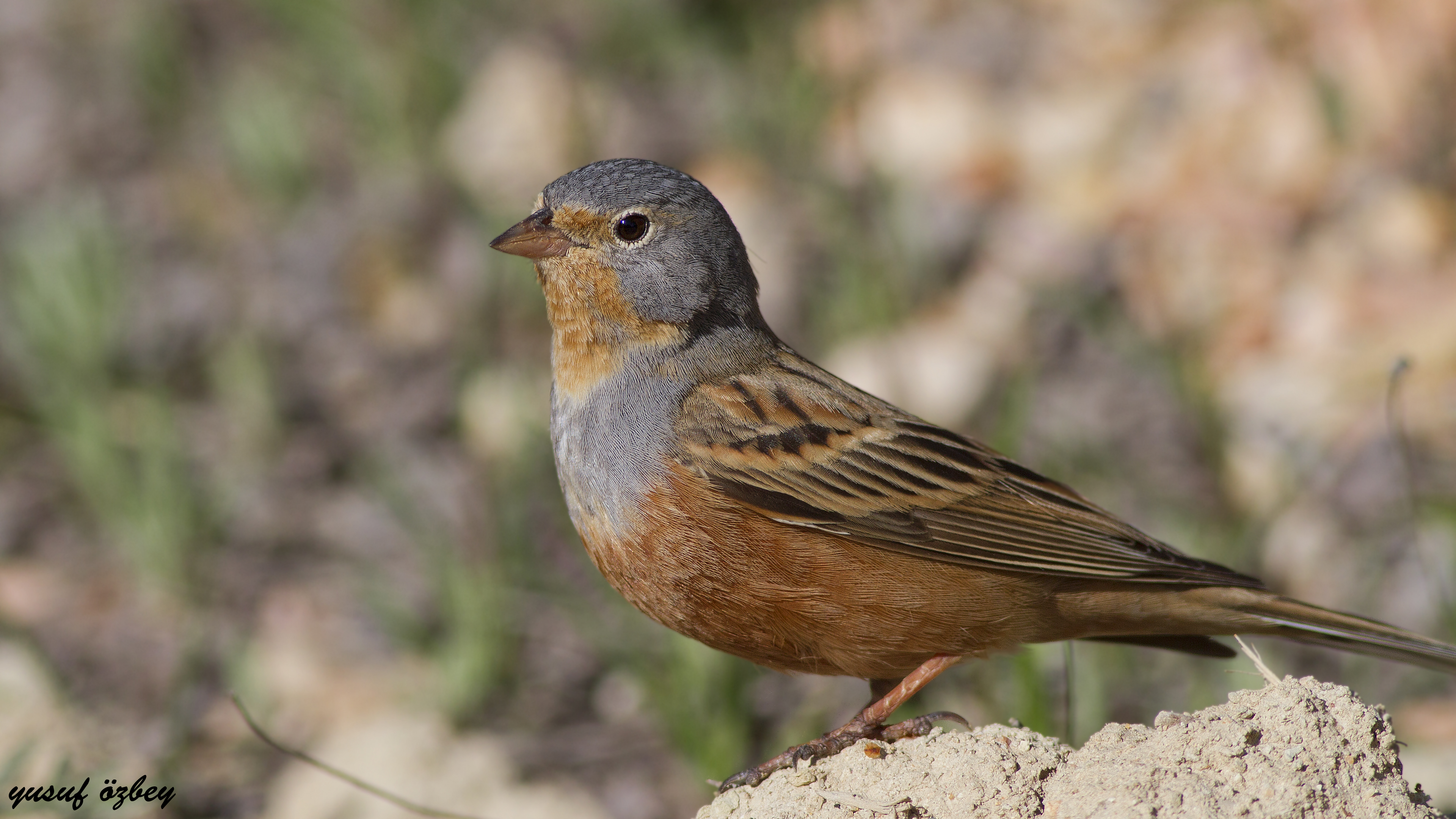 Cretzschmar's Bunting