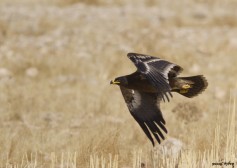 Steppe Eagle