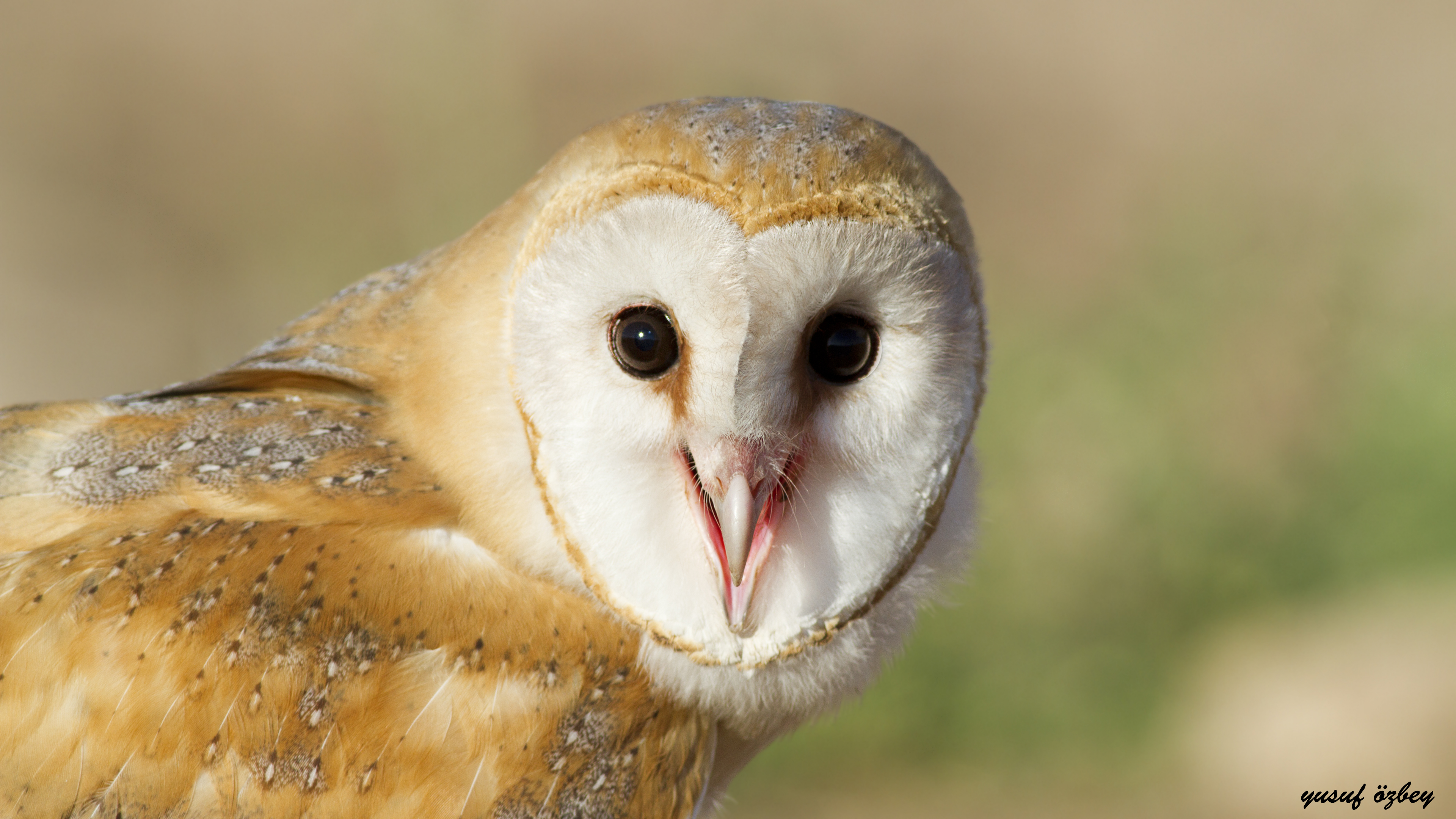Barn Owl