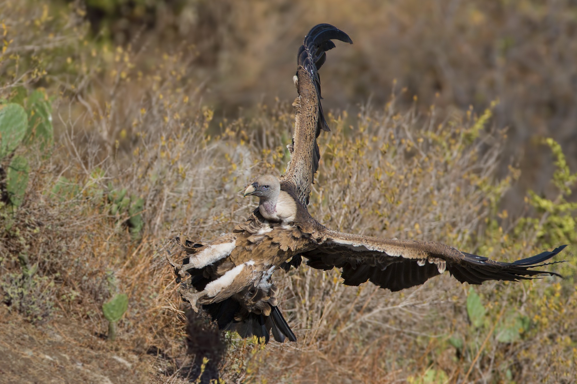 White-backed Vulture