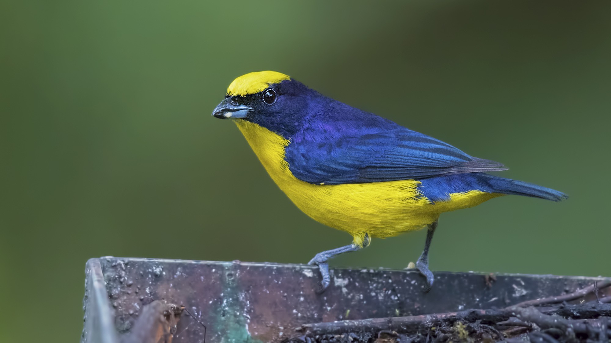 Orange-crowned Euphonia