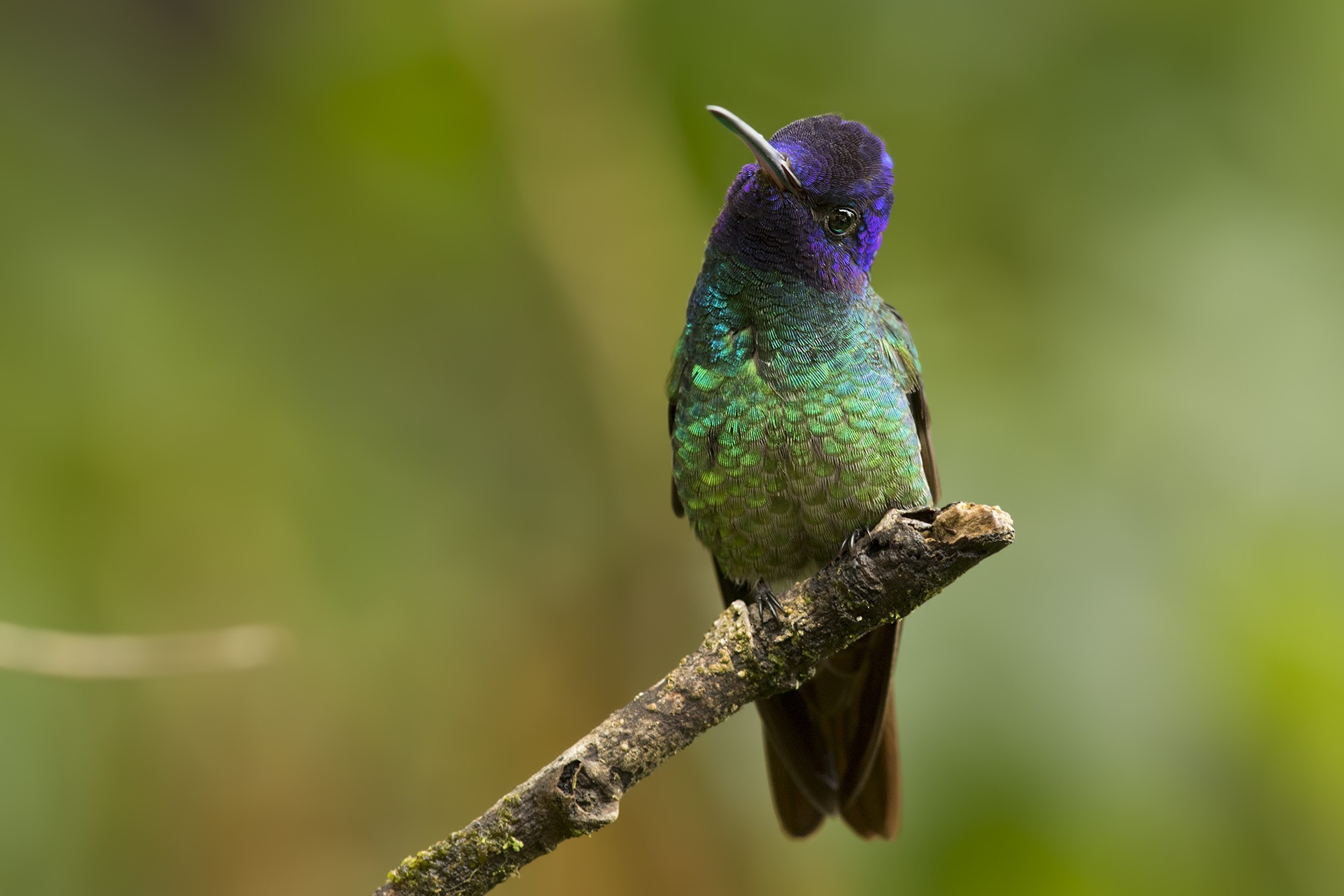 Golden-tailed Sapphire