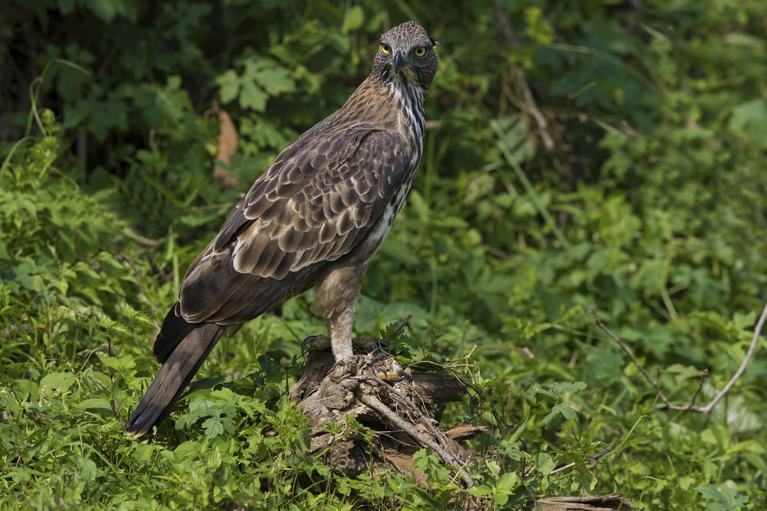 Changeable Hawk-Eagle — Ana fotoğraf