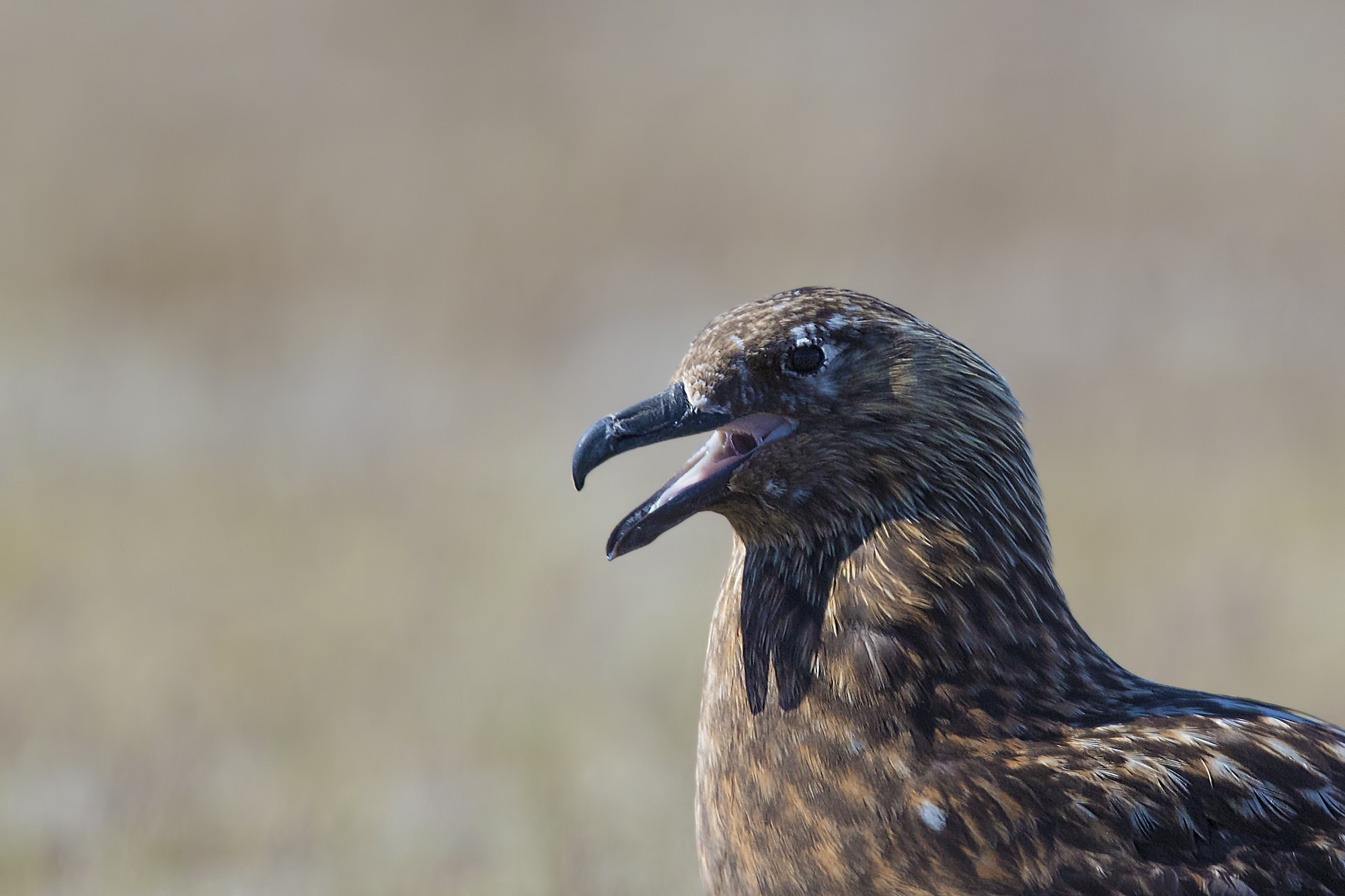 Great Skua