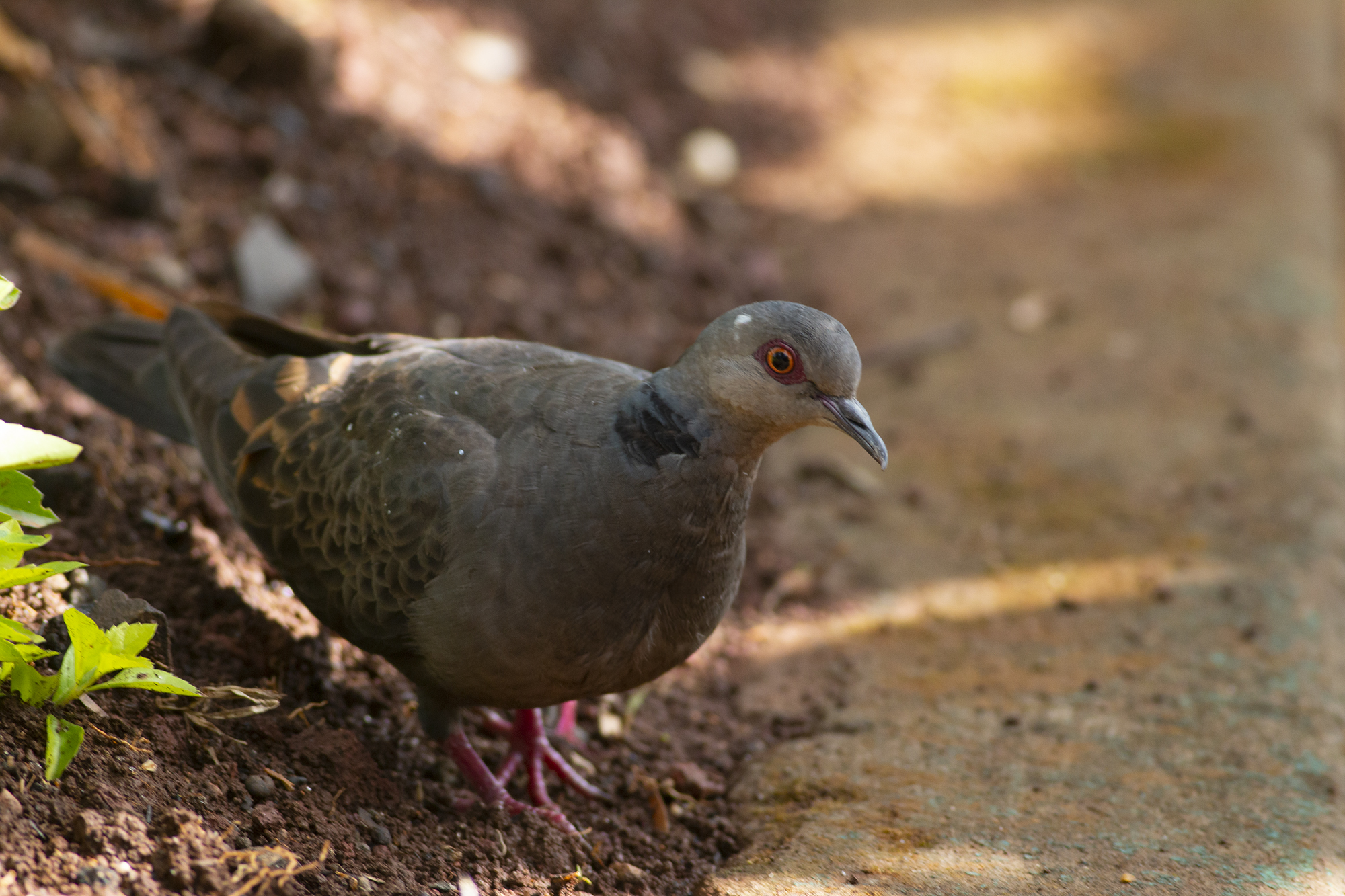 Dusky Turtle-Dove — Ana fotoğraf