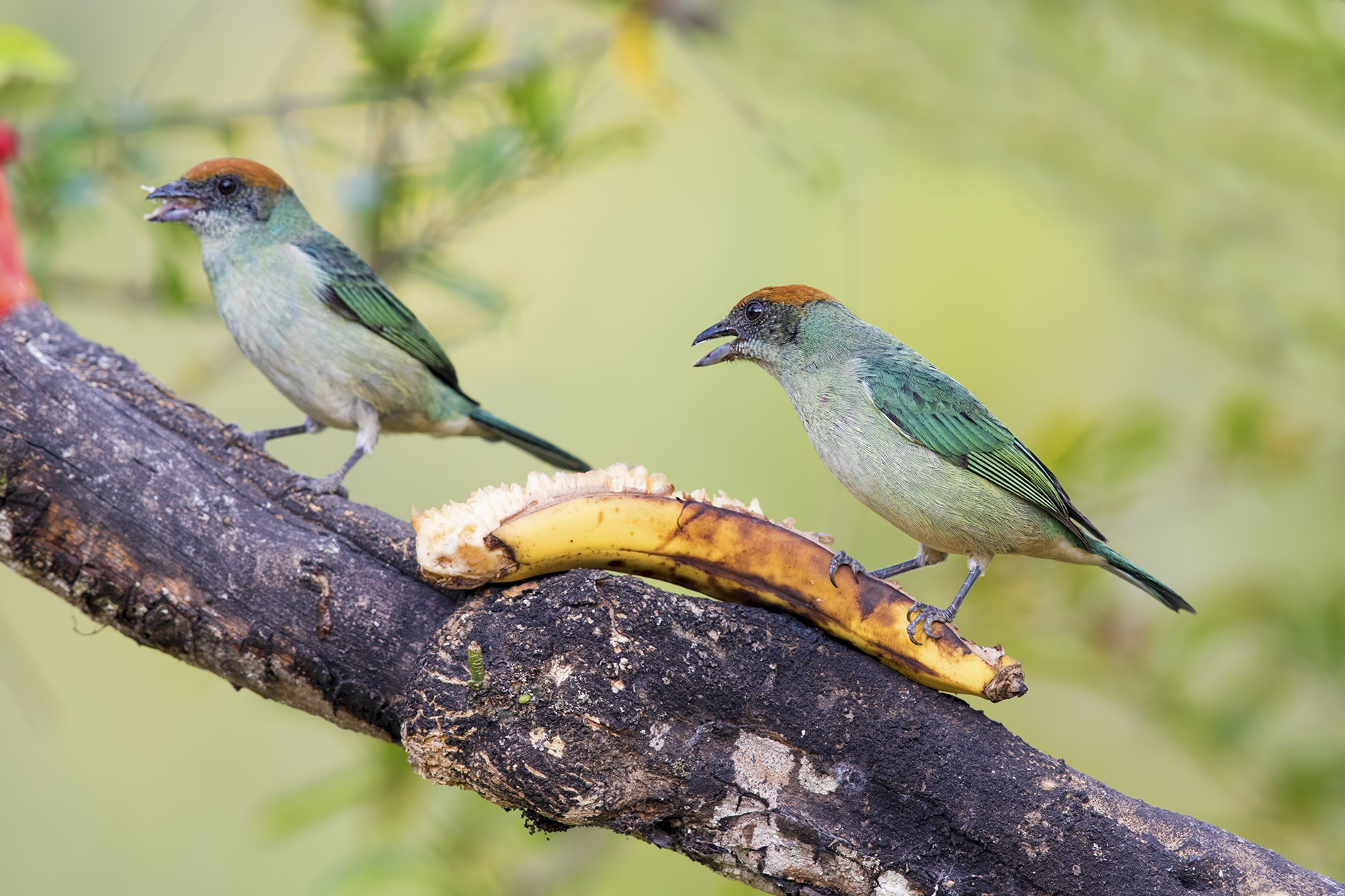 Scrub Tanager