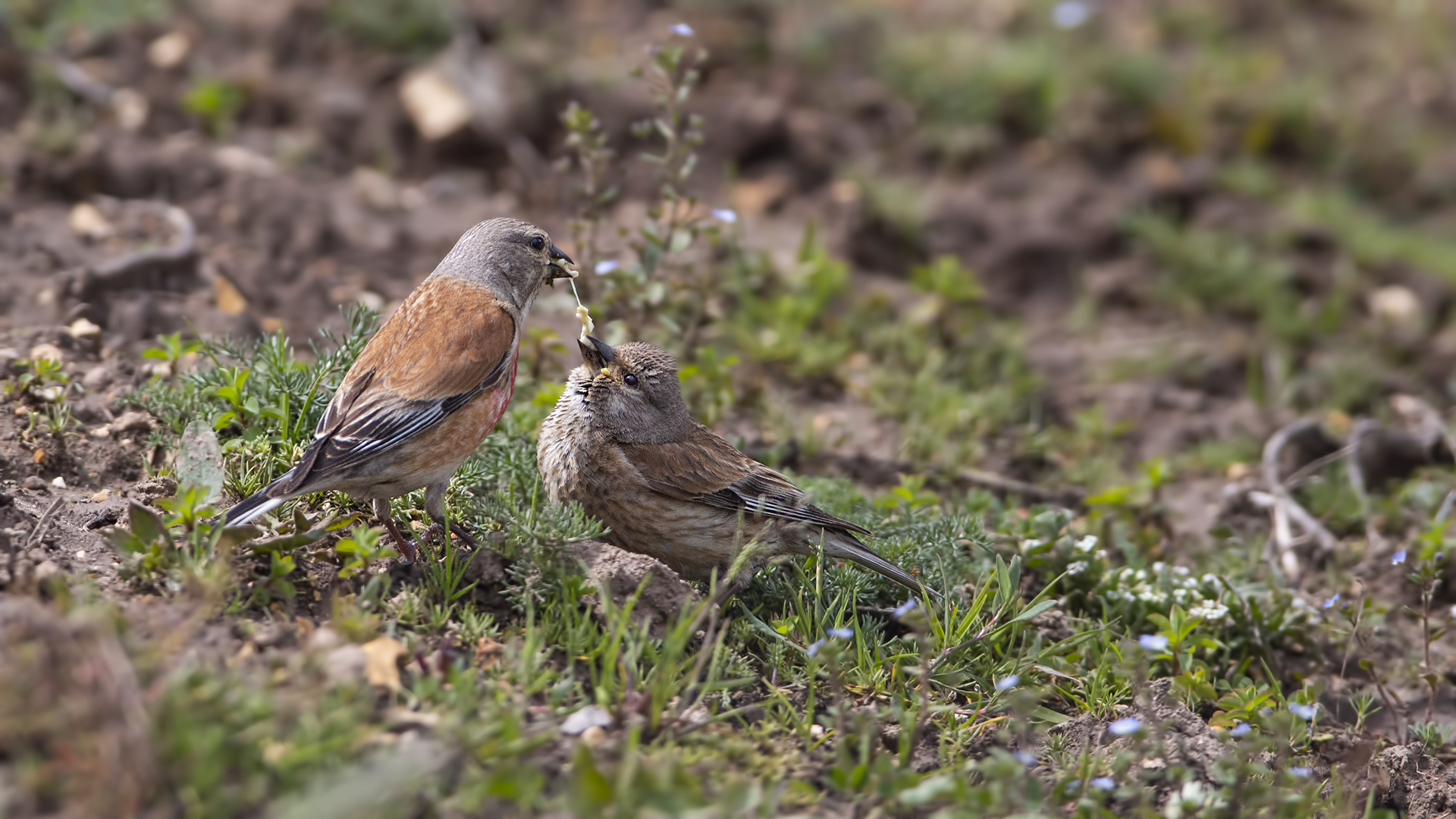 Eurasian Linnet