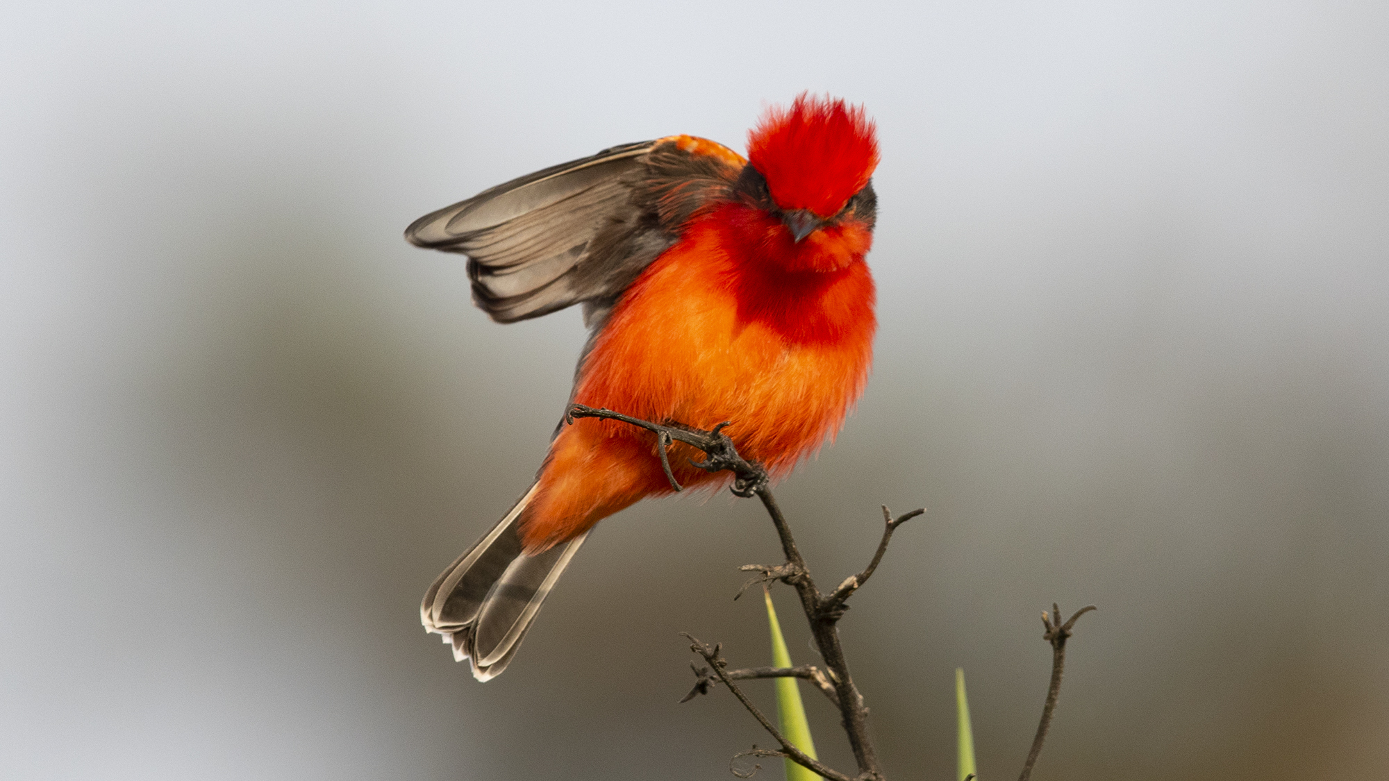 Vermilion Flycatcher