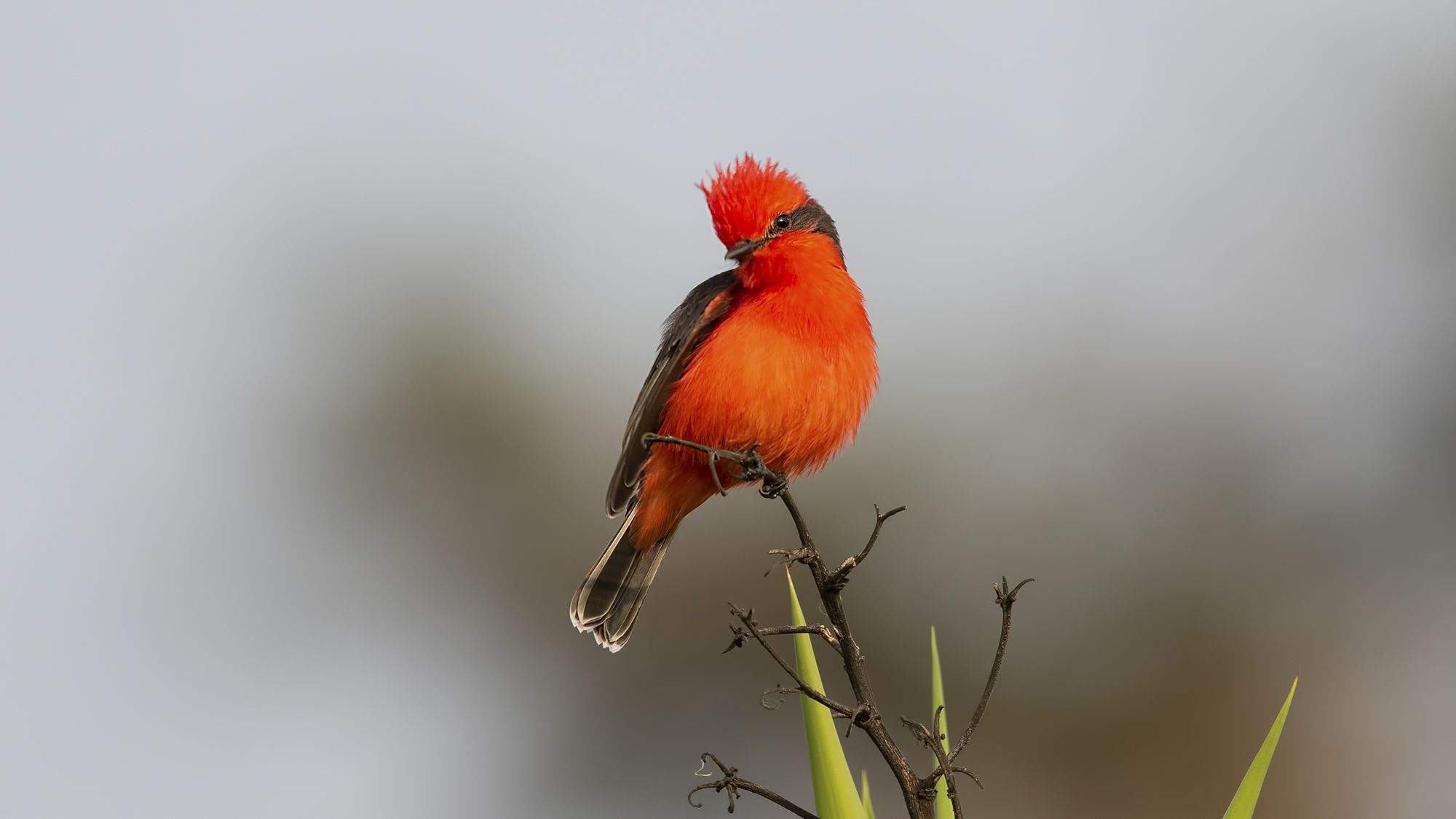 Vermilion Flycatcher