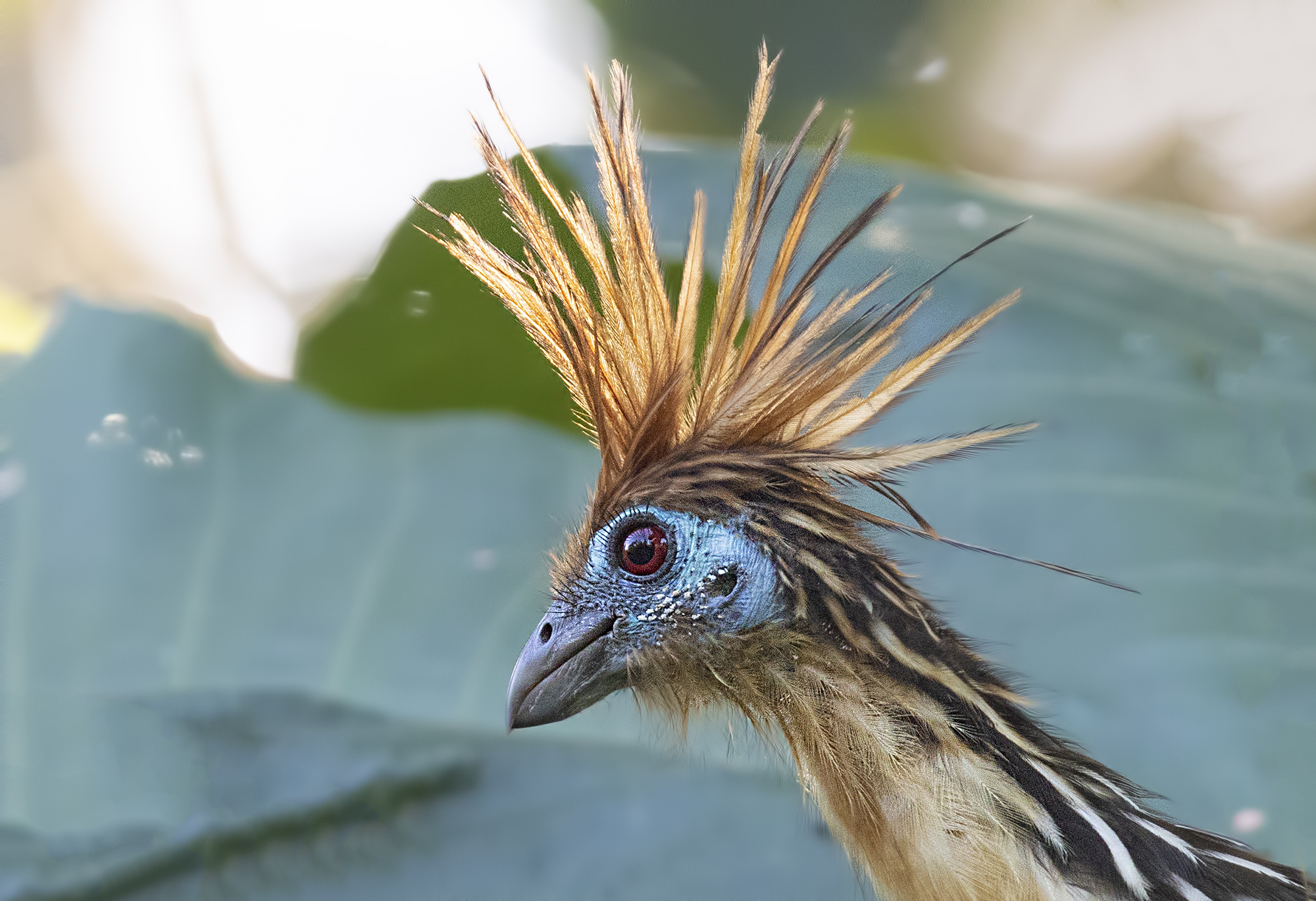 Hoatzin — Ana fotoğraf