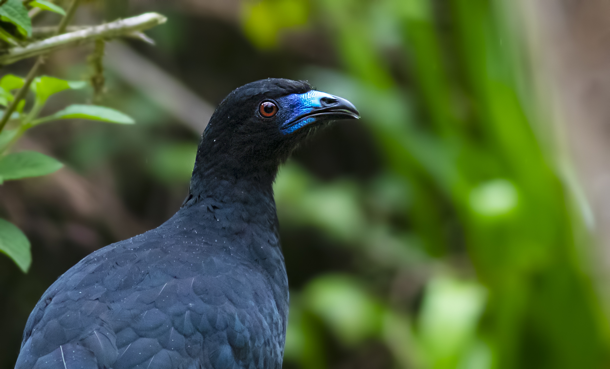 Black Guan