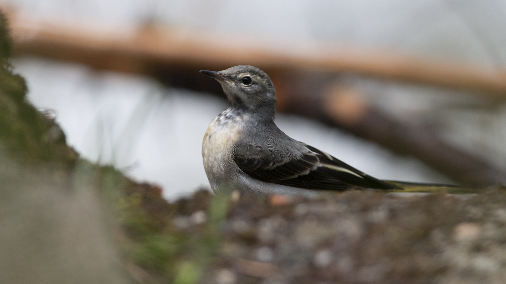 Gray Wagtail