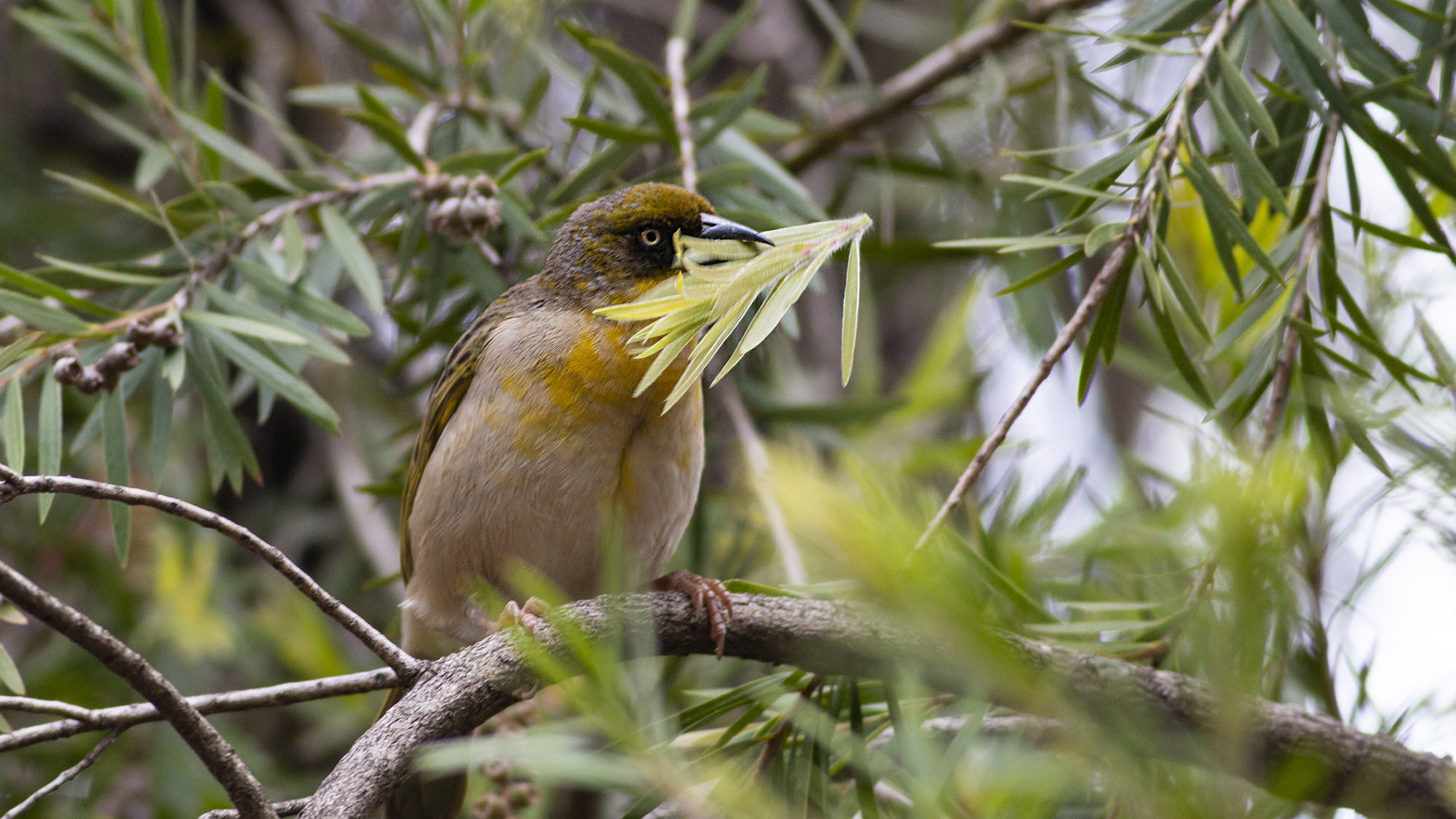 Baglafecht Weaver — Ana fotoğraf
