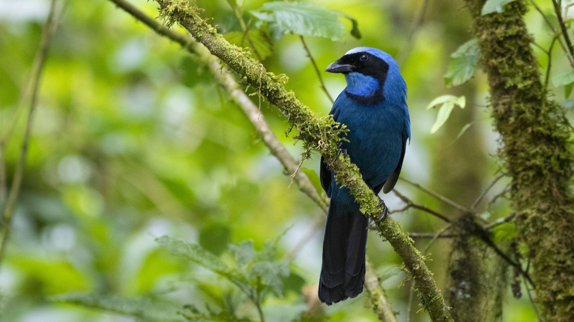 Turquoise Jay — Ana fotoğraf