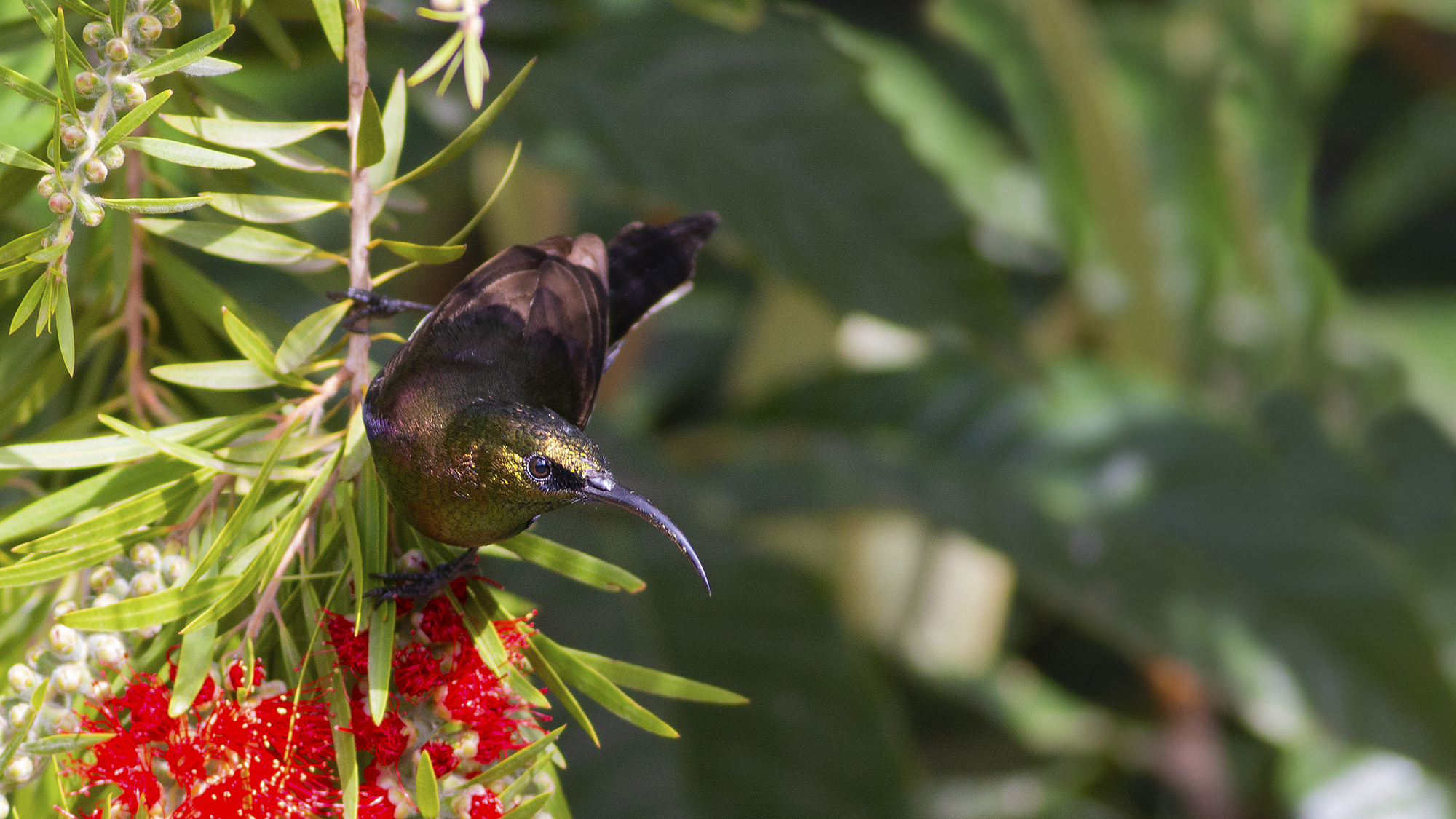 Tacazze Sunbird — Ana fotoğraf