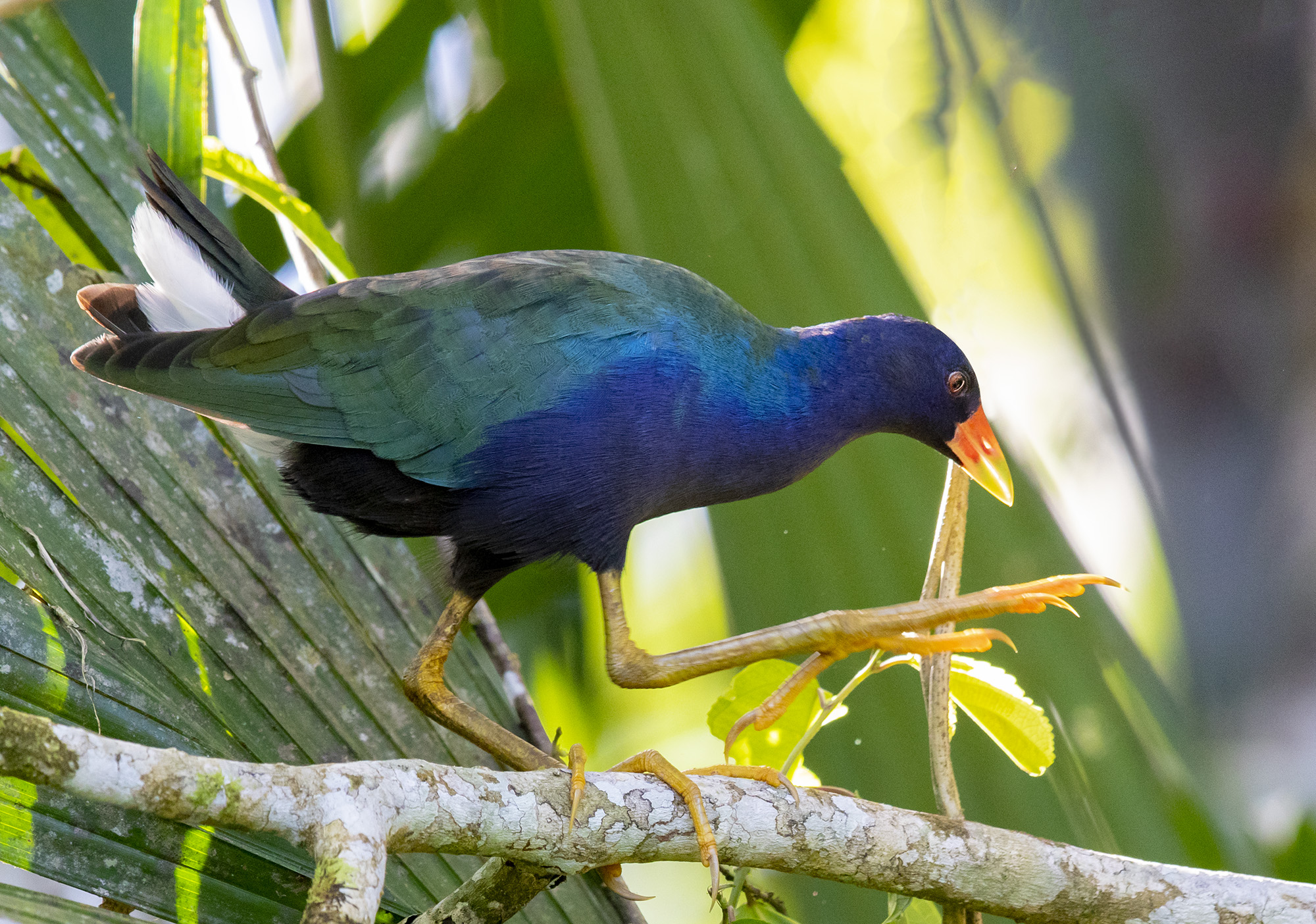 Purple Gallinule — Ana fotoğraf
