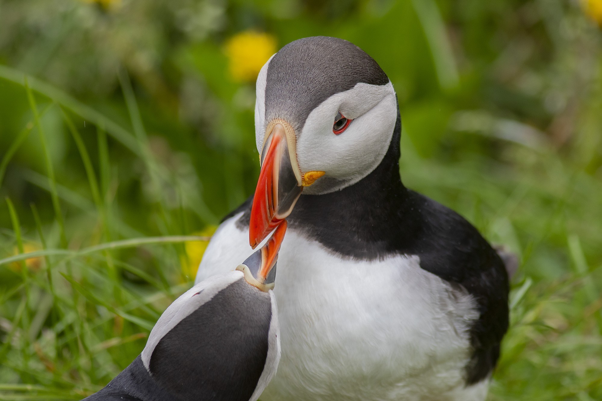 Atlantic Puffin — Ana fotoğraf